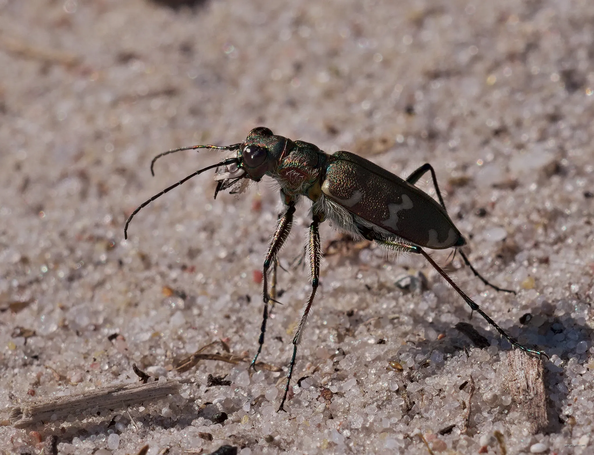 Northern dune tiger beetle - Cicindela hybrida, on ants hunt. Taken by the Premsdorfer See near Ahrensdorf, Rietz-Neuendorf, Brandenburg, Germany. | Autor: Andreas Eichler | Licencja: CC BY-SA 4.0 | Źródło: Wikimedia Commons