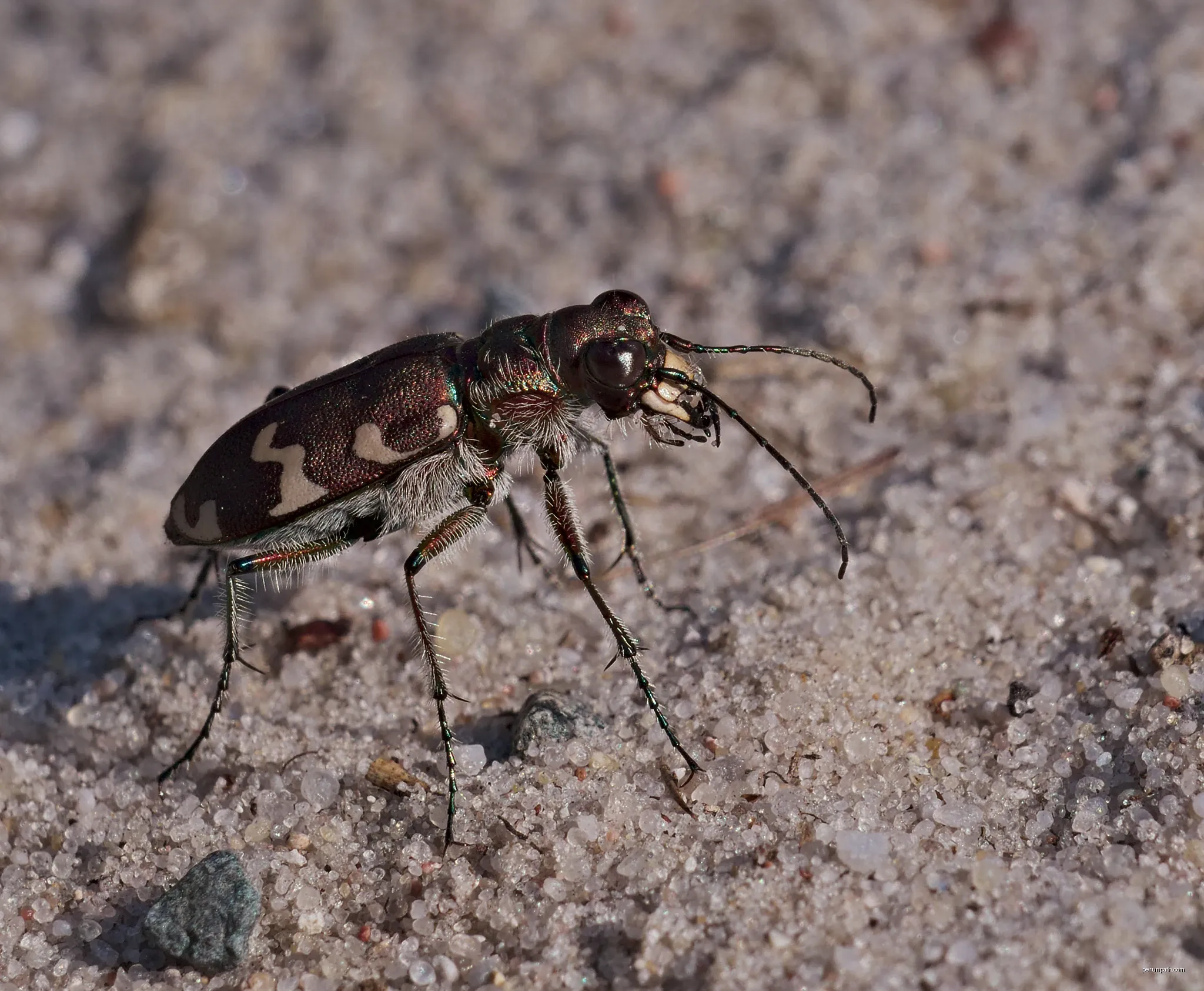 Northern dune tiger beetle - Cicindela hybrida, on ants hunt. Taken by the Premsdorfer See near Ahrensdorf, Rietz-Neuendorf, Brandenburg, Germany. | Autor: Andreas Eichler | Licencja: CC BY-SA 4.0 | Źródło: Wikimedia Commons