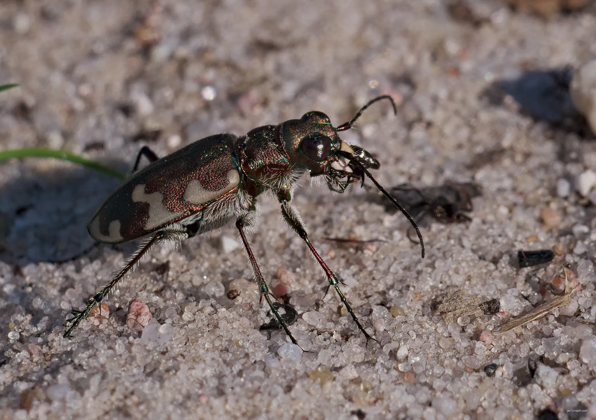 Northern dune tiger beetle - Cicindela hybrida, on ants hunt. Taken by the Premsdorfer See near Ahrensdorf, Rietz-Neuendorf, Brandenburg, Germany. | Autor: Andreas Eichler | Licencja: CC BY-SA 4.0 | Źródło: Wikimedia Commons