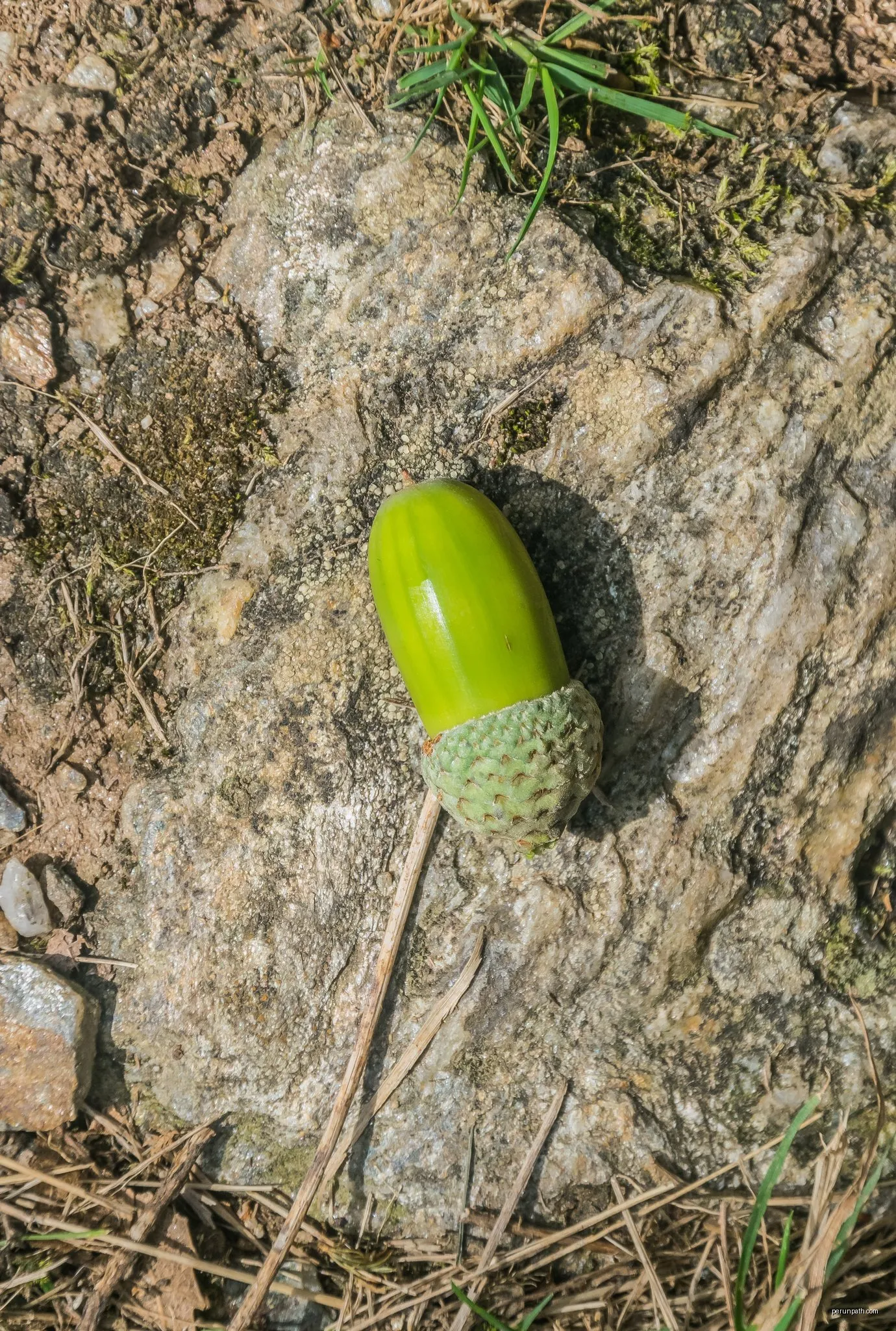 La Vinzelle