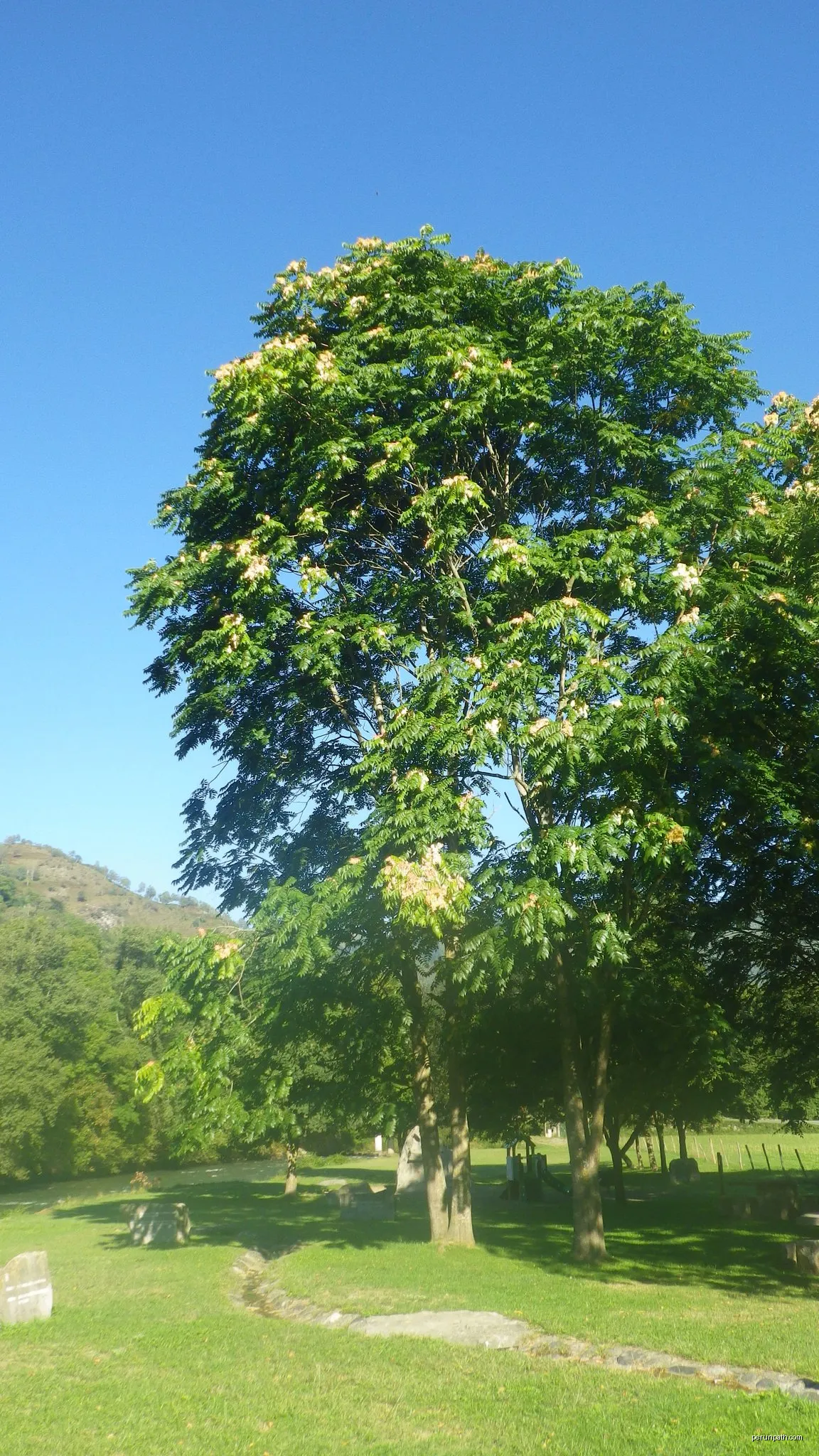 Bielle (voie verte) à Geteu