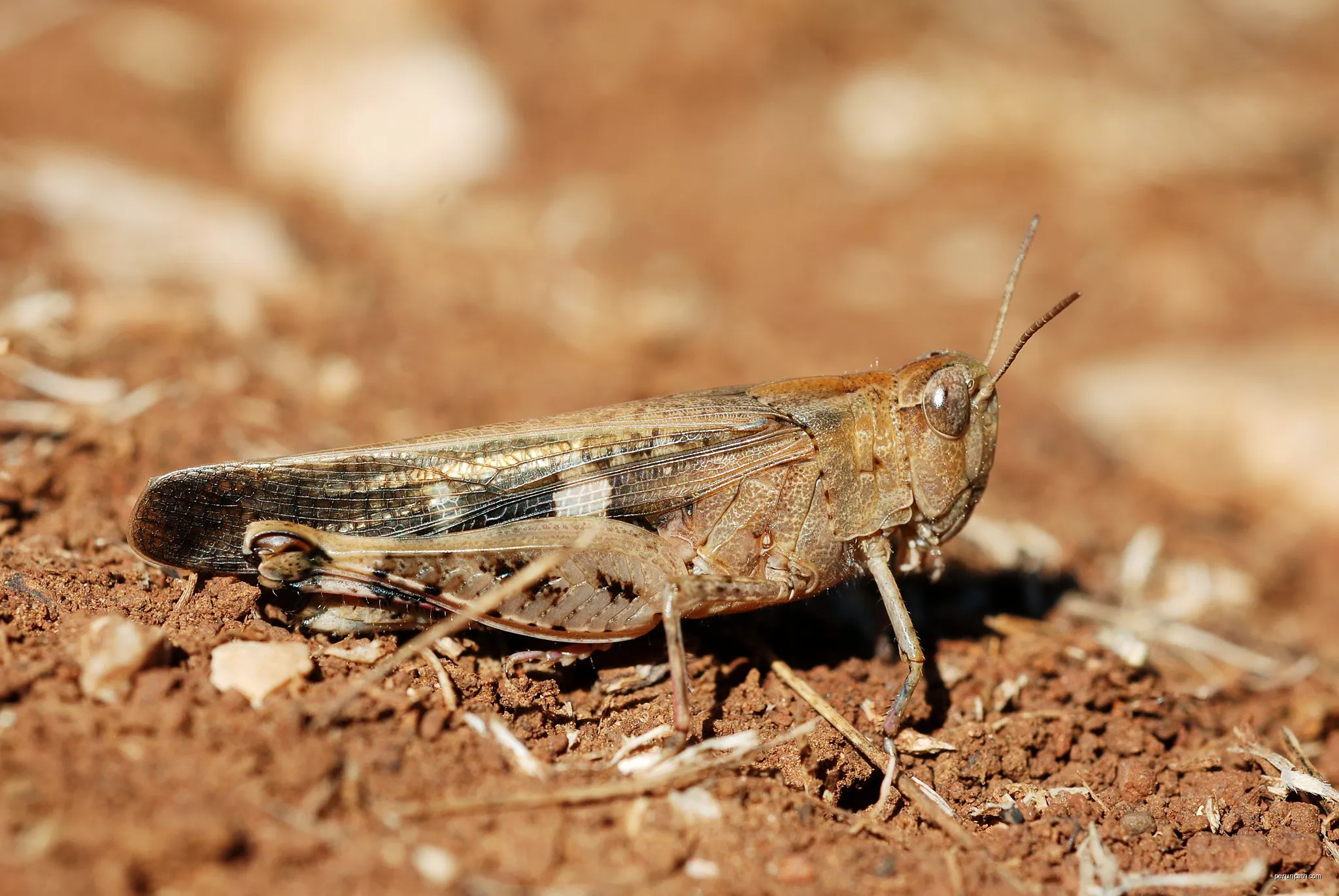 Aiolopus strepens female | Autor: Gilles San Martin from Namur, Belgium | Licencja: CC BY-SA 2.0 | Źródło: Wikimedia Commons