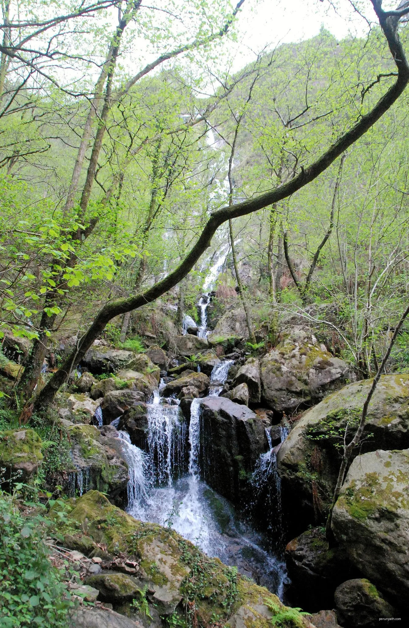 Meazuriko bira