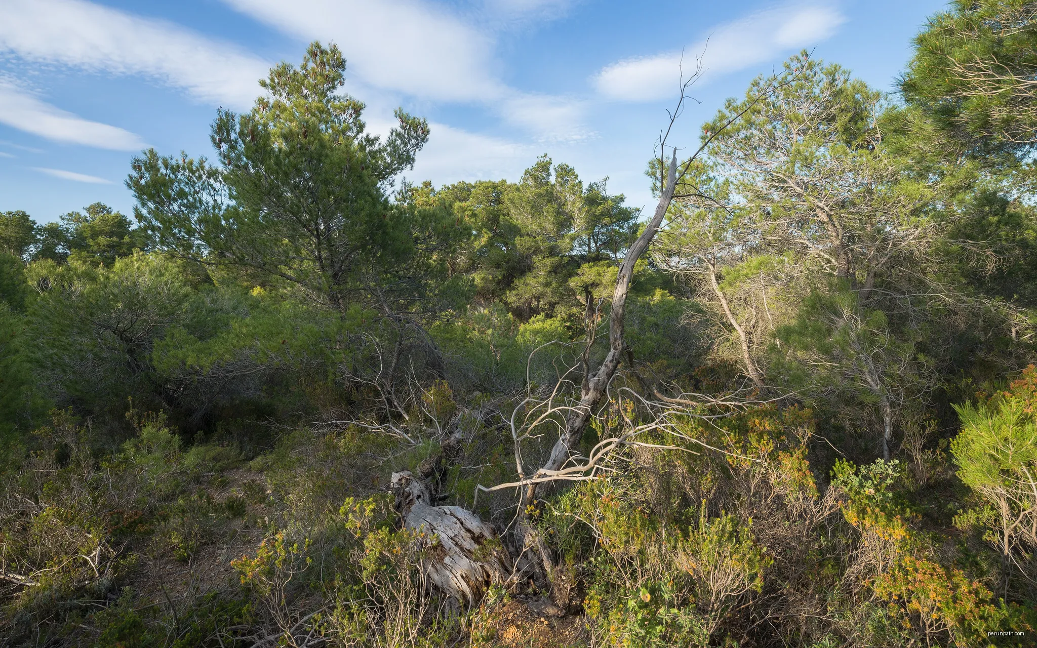 A dead tree in an Aleppo Pines forest (Pinus halepensis) in the commune of Pinet, Hérault, France. | Autor: Christian Ferrer | Licencja: CC BY-SA 3.0 | Źródło: Wikimedia Commons