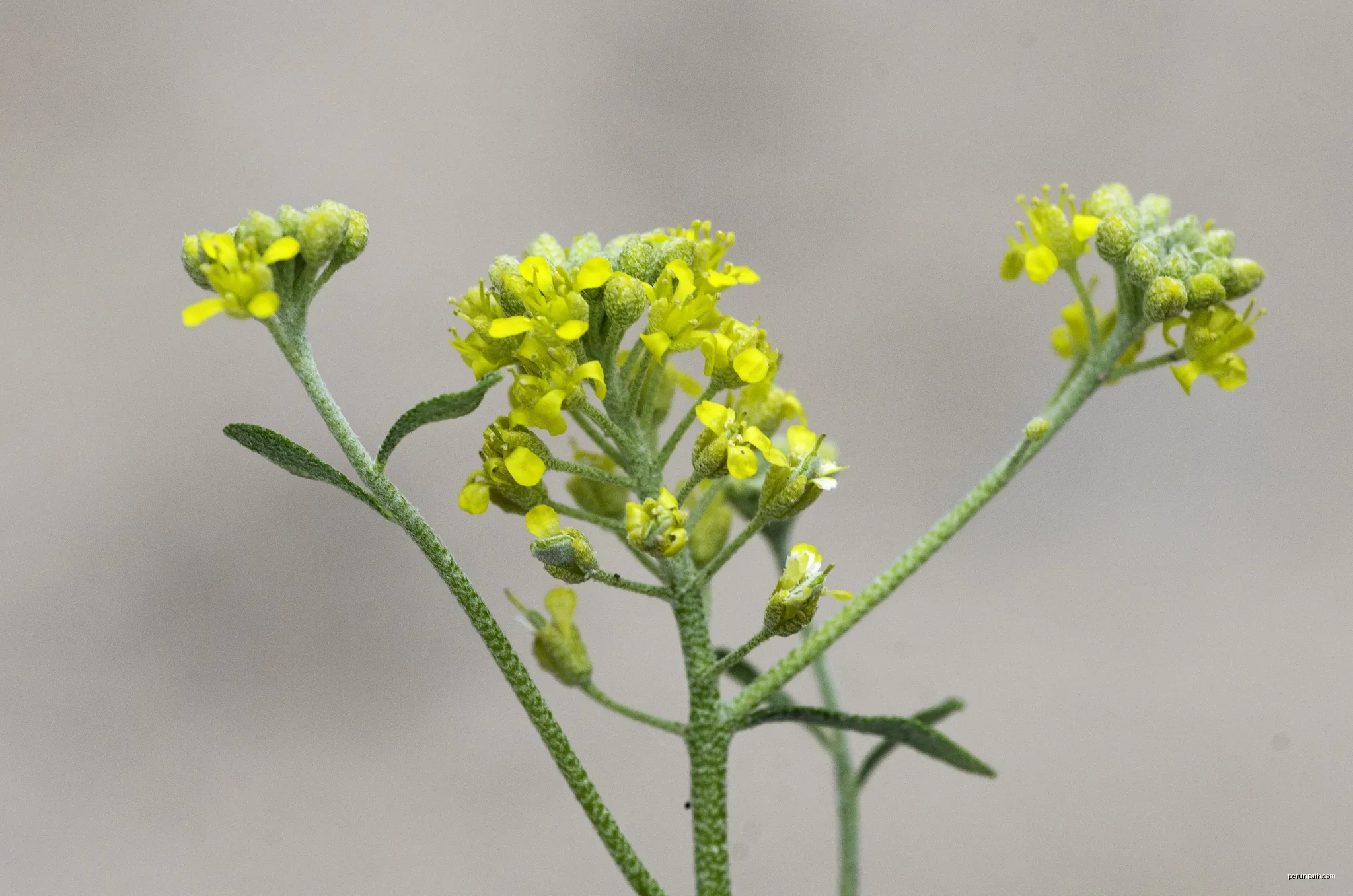 Alyssum alyssoides | Autor: Jean-Jacques HoudrÉ | Licencja: CC BY-SA 2.0 fr | Źródło: Wikimedia Commons