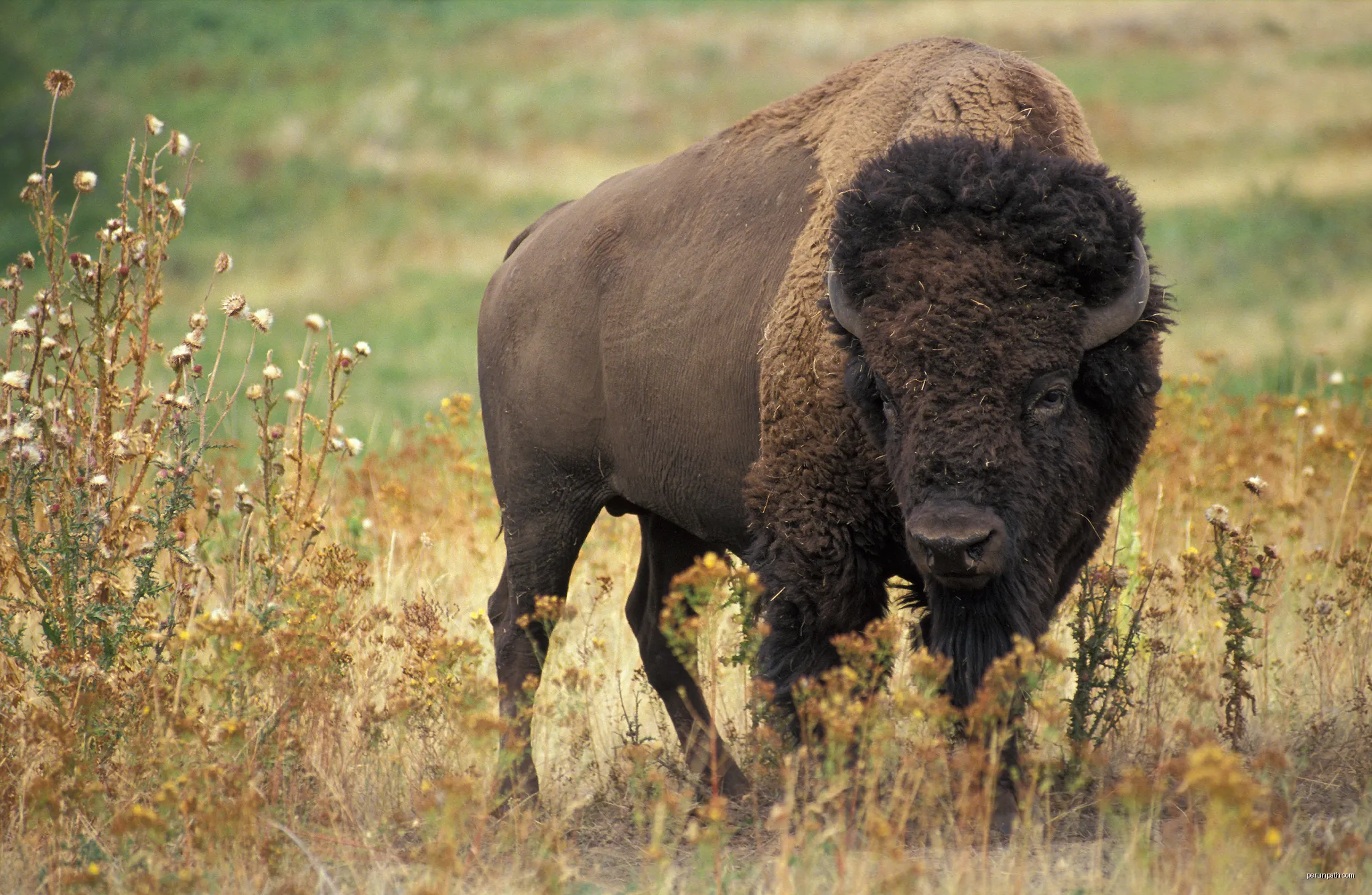 Les Bisons