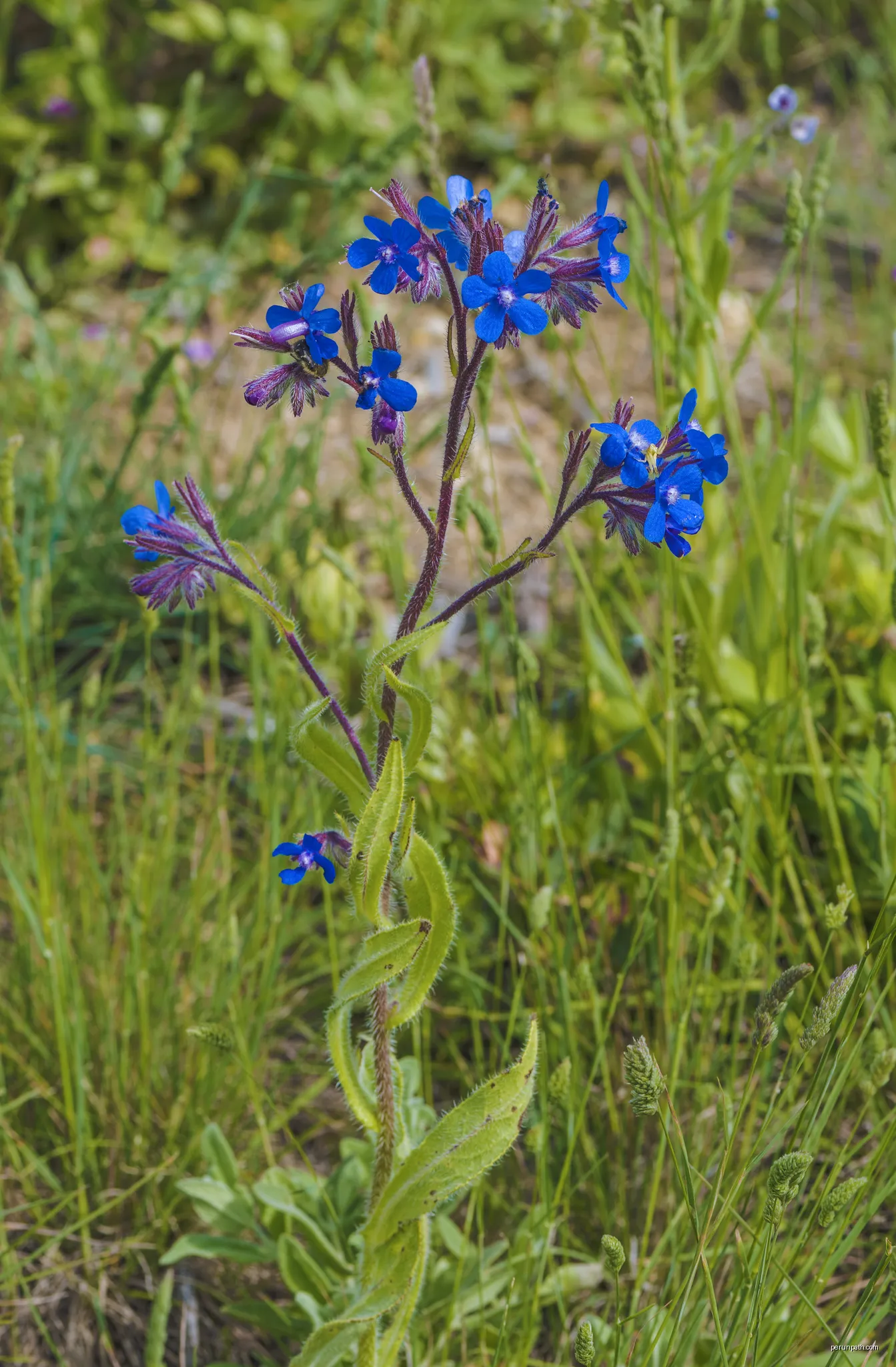 Anchusa azurea (Italian bugloss). | Autor: Christian Ferrer | Licencja: CC BY-SA 4.0 | Źródło: Wikimedia Commons