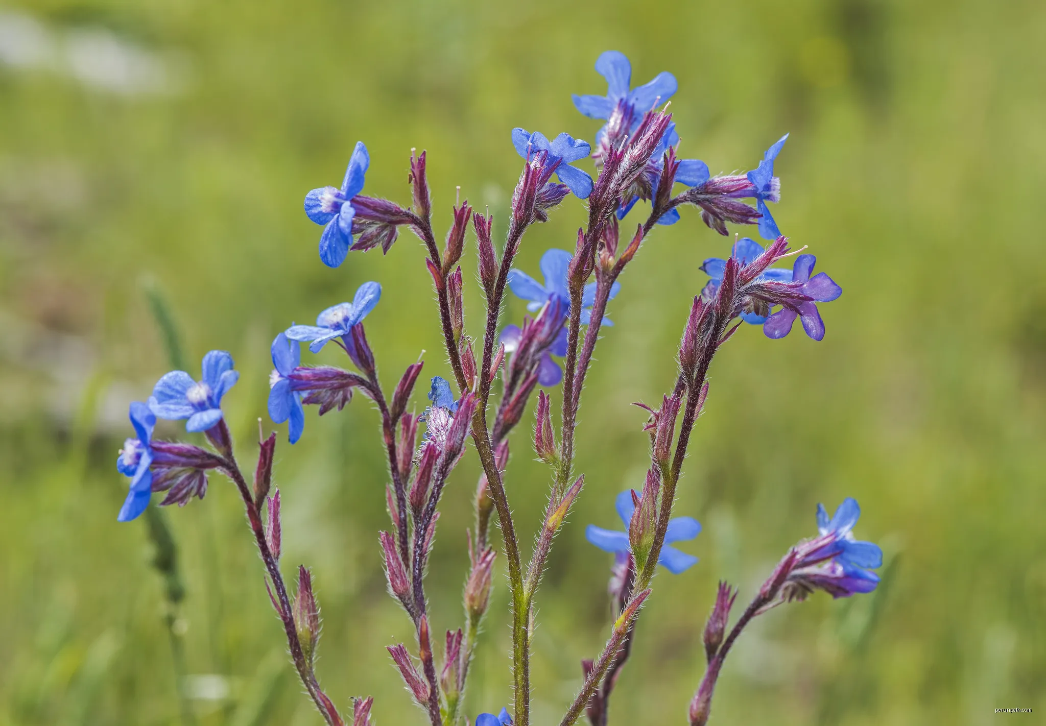 Anchusa azurea (Italian bugloss). | Autor: Christian Ferrer | Licencja: CC BY-SA 4.0 | Źródło: Wikimedia Commons