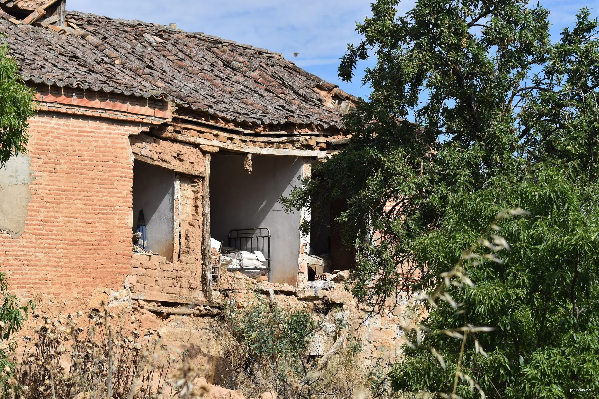 Entre vaso y espaldera