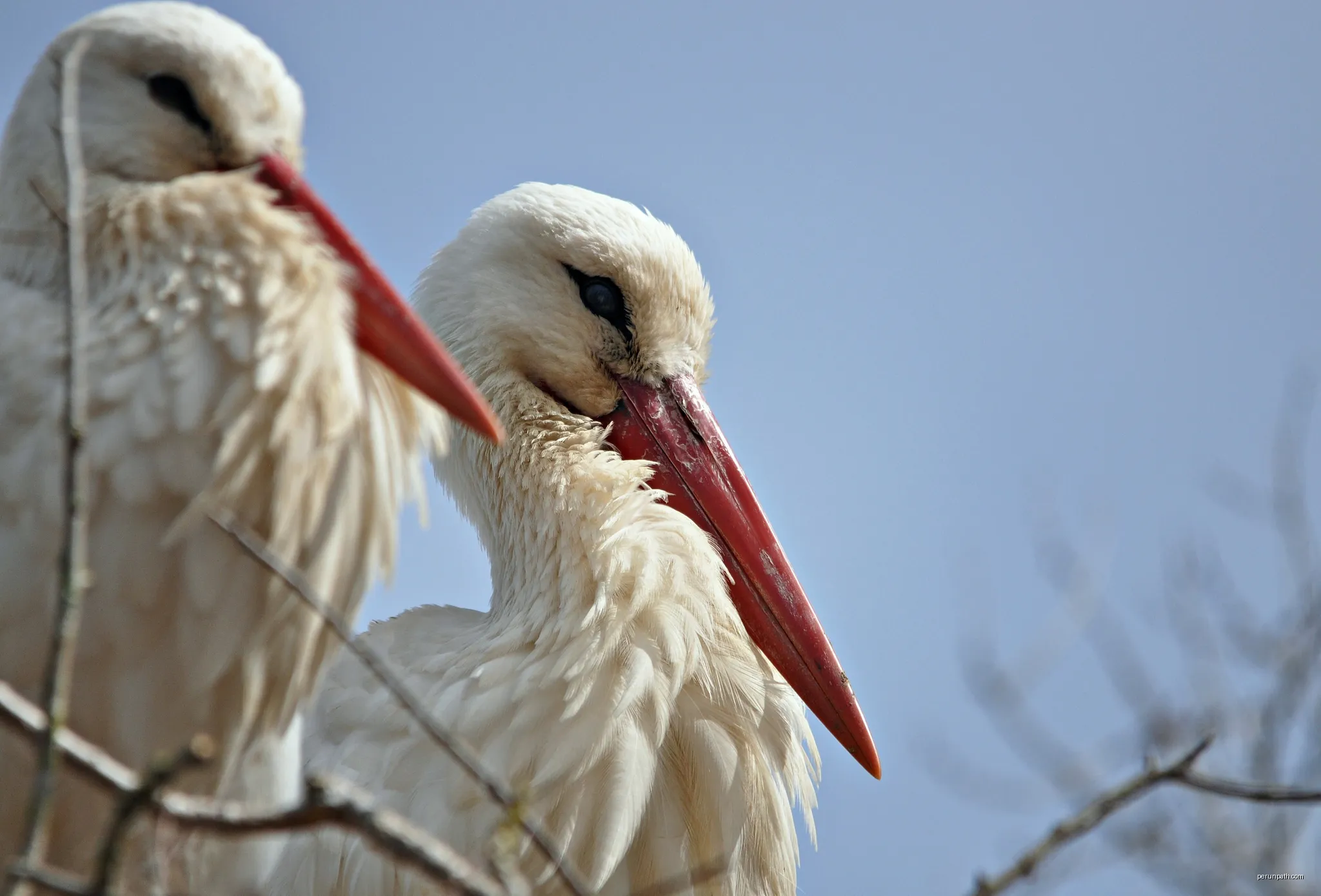 cigueñas-alt emporda-cataluña | Autor: Alberto-g-rovi | Licencja: CC BY-SA 3.0 | Źródło: Wikimedia Commons