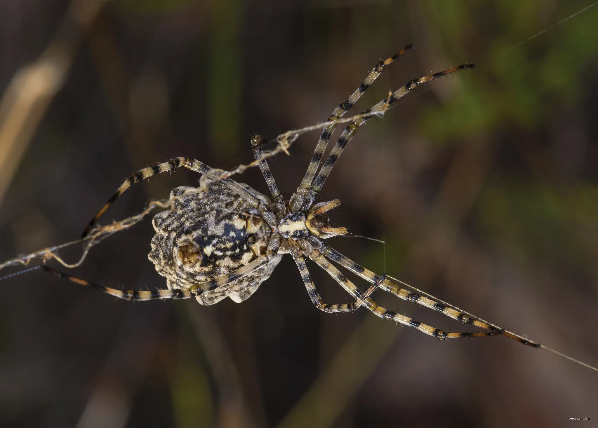 Argiope lobata, female, ventral side. | Autor: Christian Ferrer | Licencja: CC BY-SA 4.0 | Źródło: Wikimedia Commons