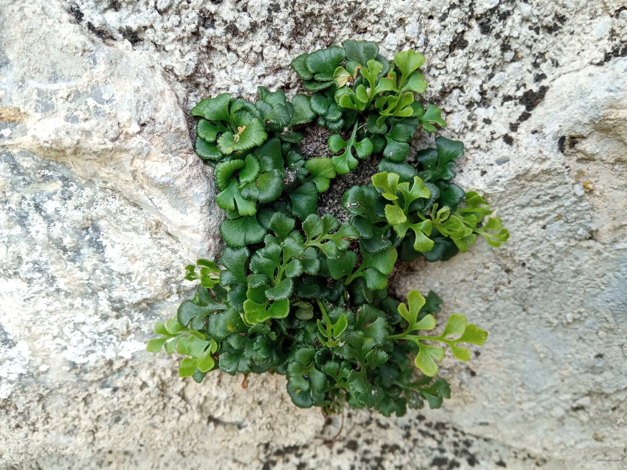 Escarrilla - El Salto