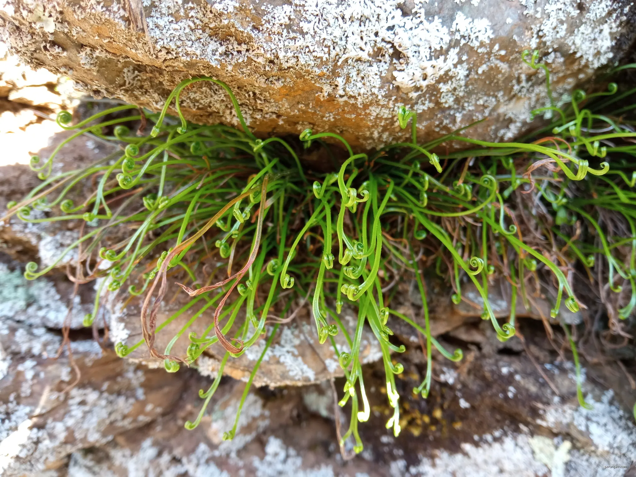 Asplenium septentrionale, Susqueda (Catalunya) | Autor: Josep Gesti | Licencja: CC BY-SA 4.0 | Źródło: Wikimedia Commons