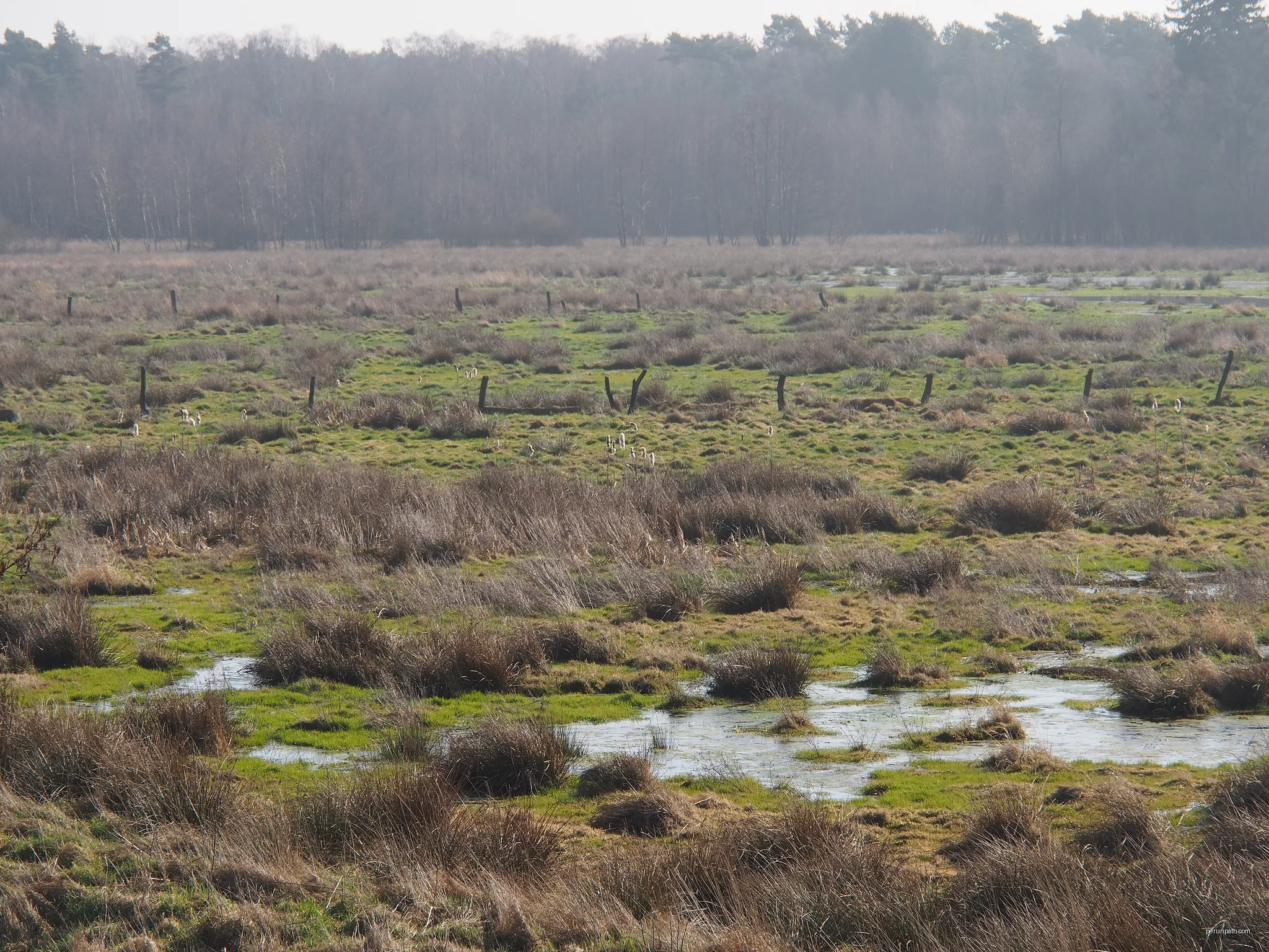 Postmoor (NSG Lutter) bei Bargfeld, Gemeinde Eldingen, Landkreis Celle | Autor: Hajotthu | Licencja: CC BY 3.0 | Źródło: Wikimedia Commons