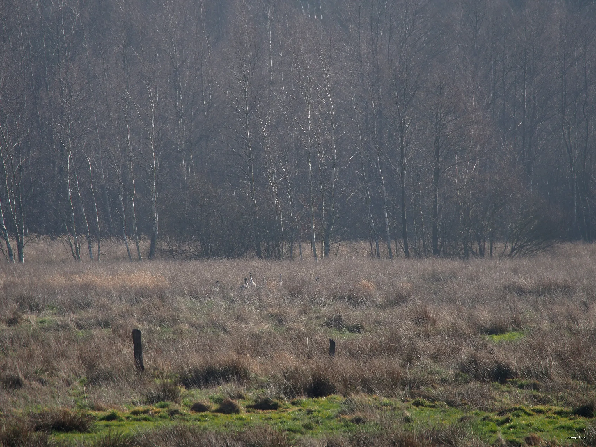 Kraniche im Postmoor (NSG Lutter) bei Bargfeld, Gemeinde Eldingen, Landkreis Celle | Autor: Hajotthu | Licencja: CC BY 3.0 | Źródło: Wikimedia Commons