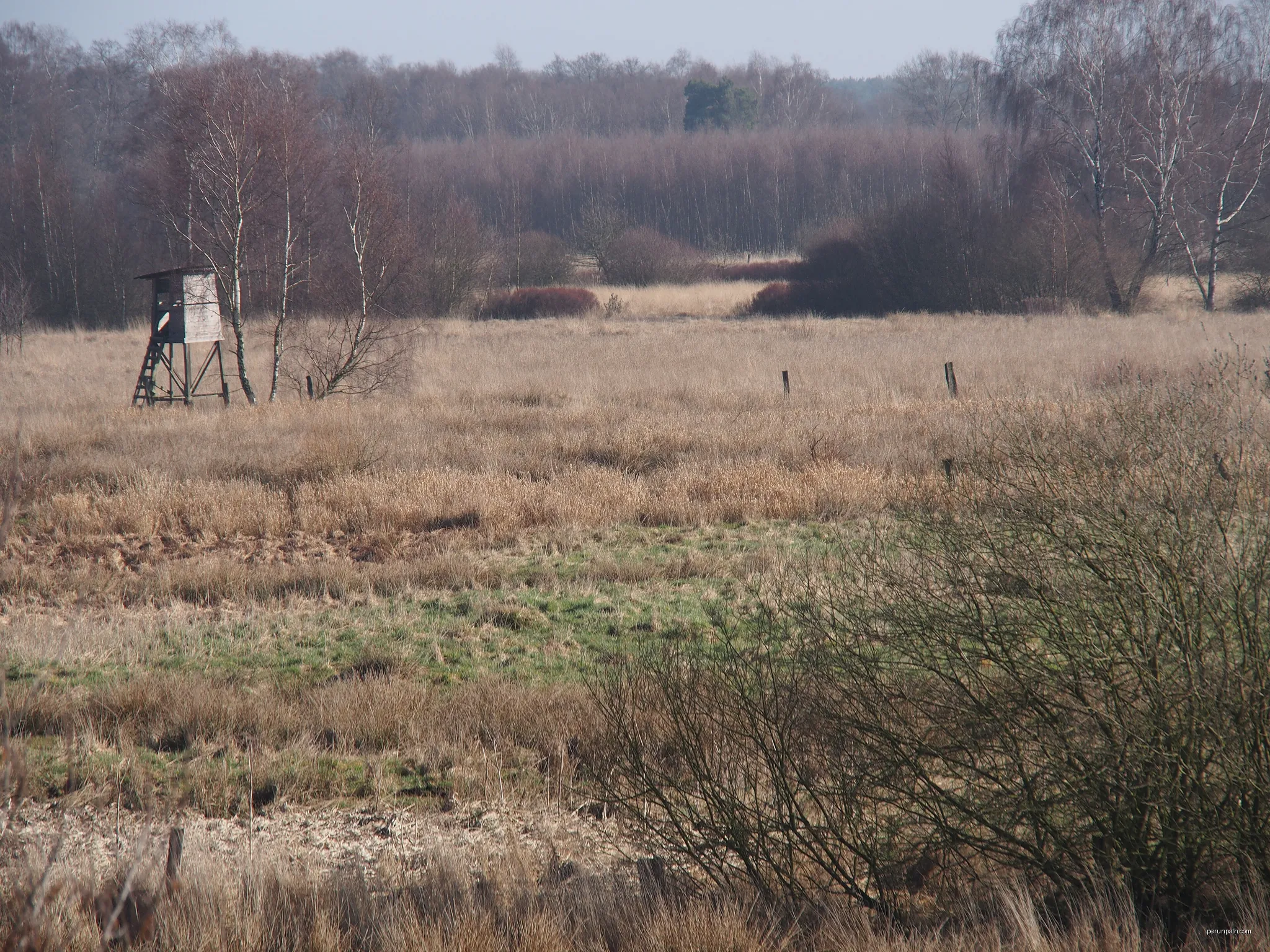 Südheide 'Kühe in Halbtrauer' W21m (mittlere Tour)