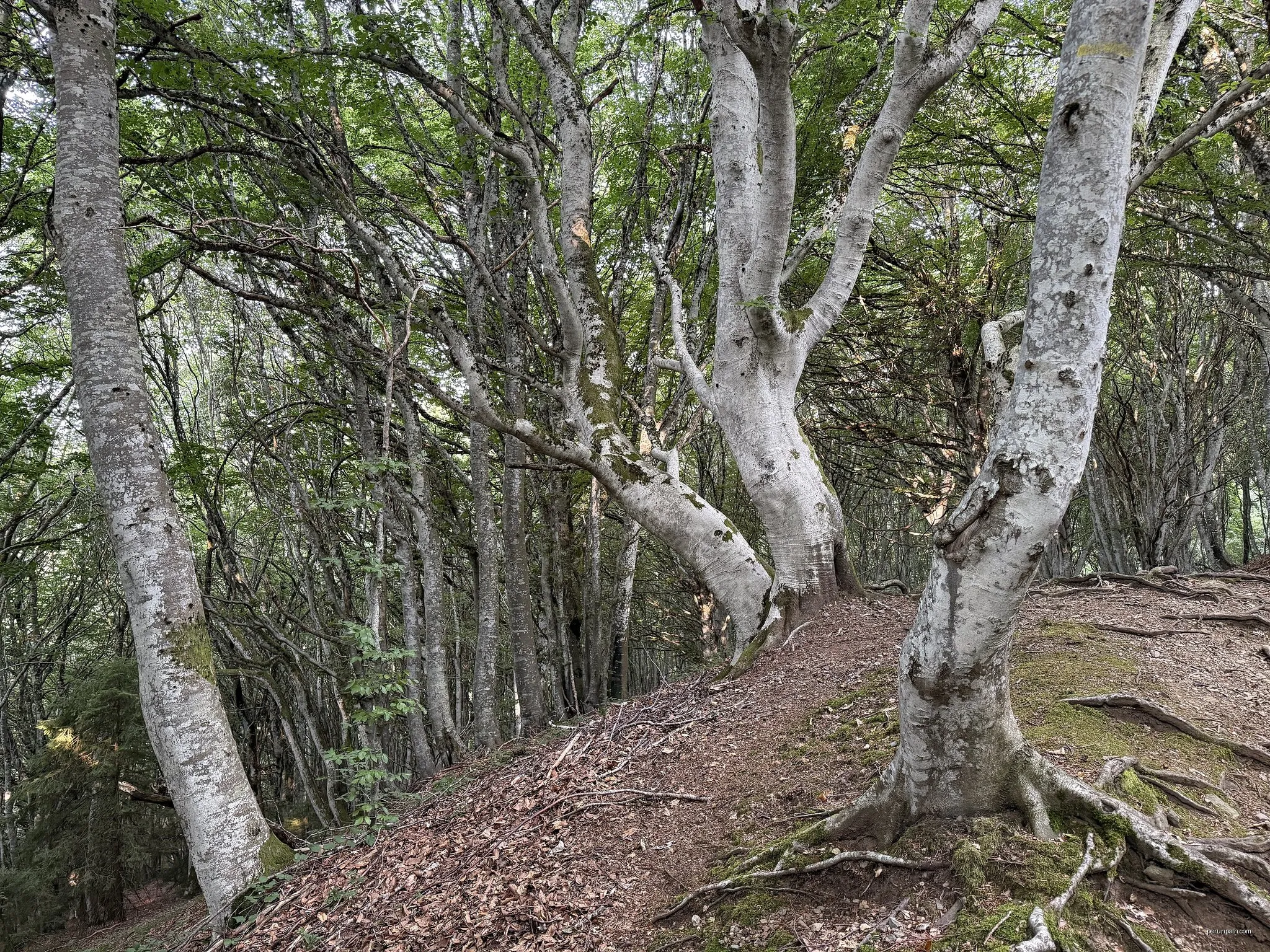 Le Puy de Dôme