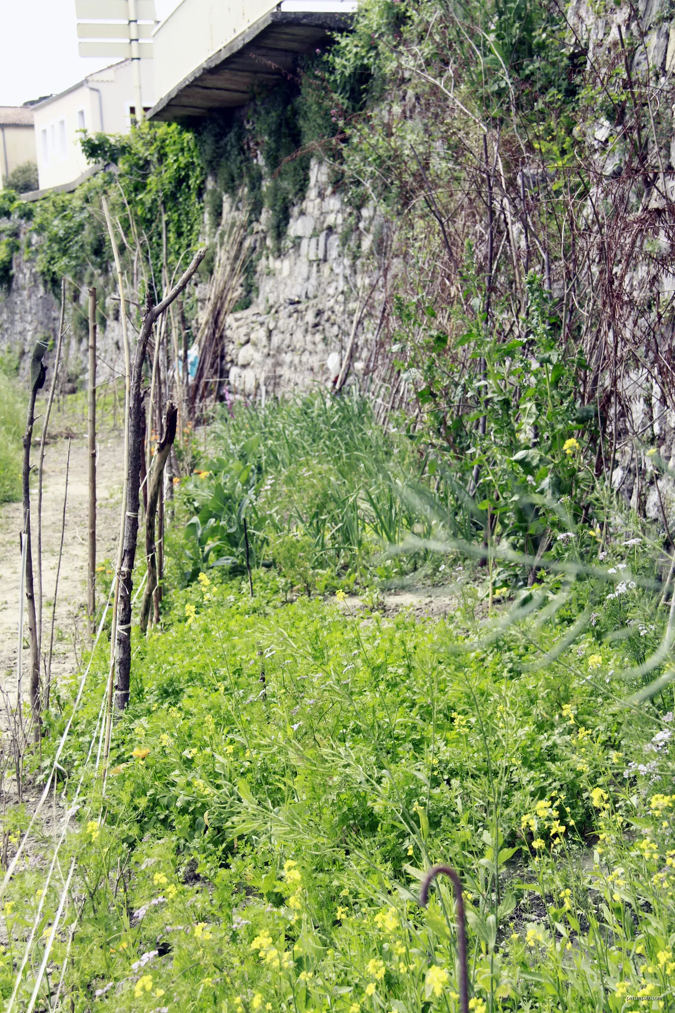 Les berges du Gardon