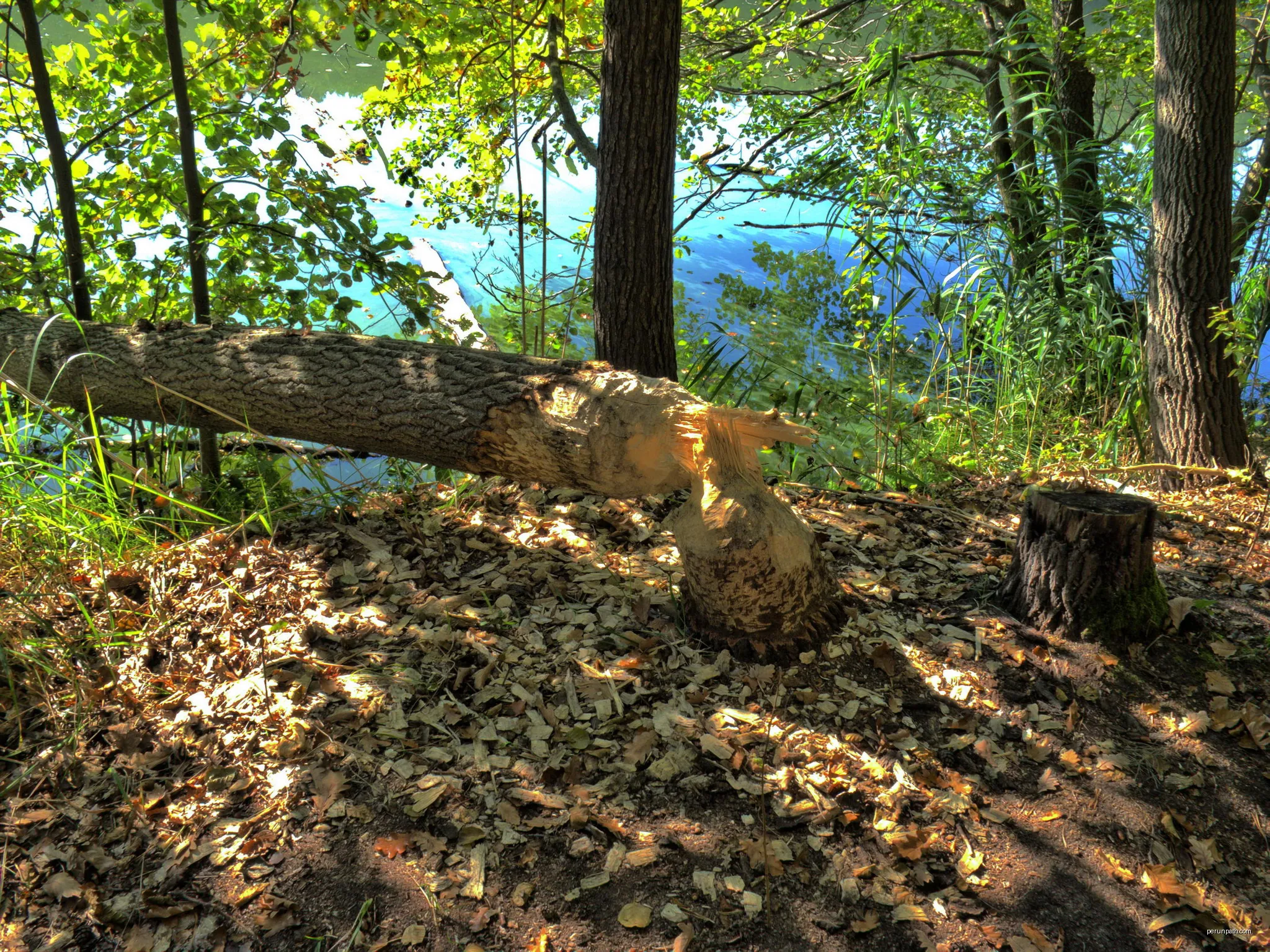 Bieberbaum nahe Forsthaus Siehdichum | Autor: Wolfgang M.Schmidt | Licencja: CC BY-SA 3.0 | Źródło: Wikimedia Commons