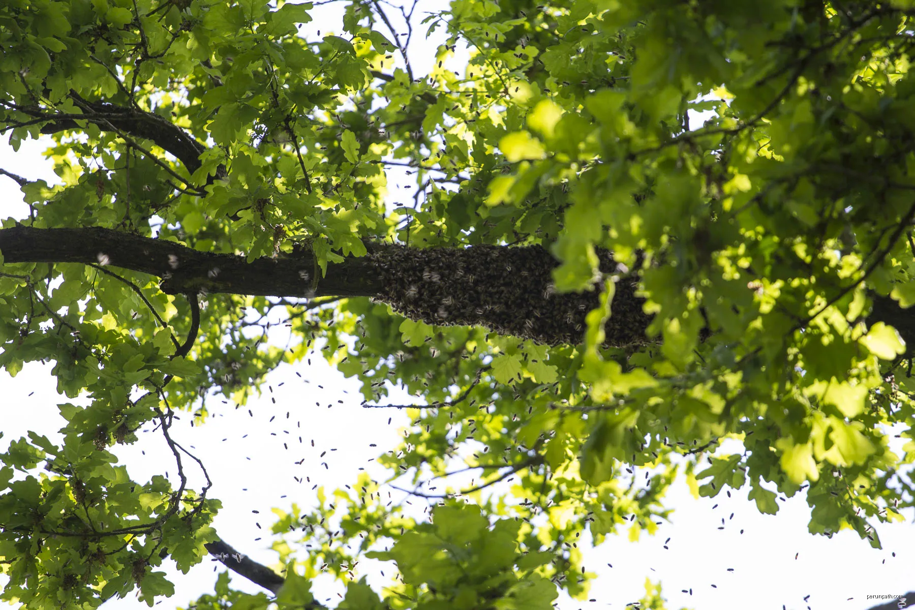 Ein Bienenschwarm rastet auf der Suche nach einem Stock am Ast einer Eiche | Autor: Holger Pleus | Licencja: CC BY-SA 4.0 | Źródło: Wikimedia Commons