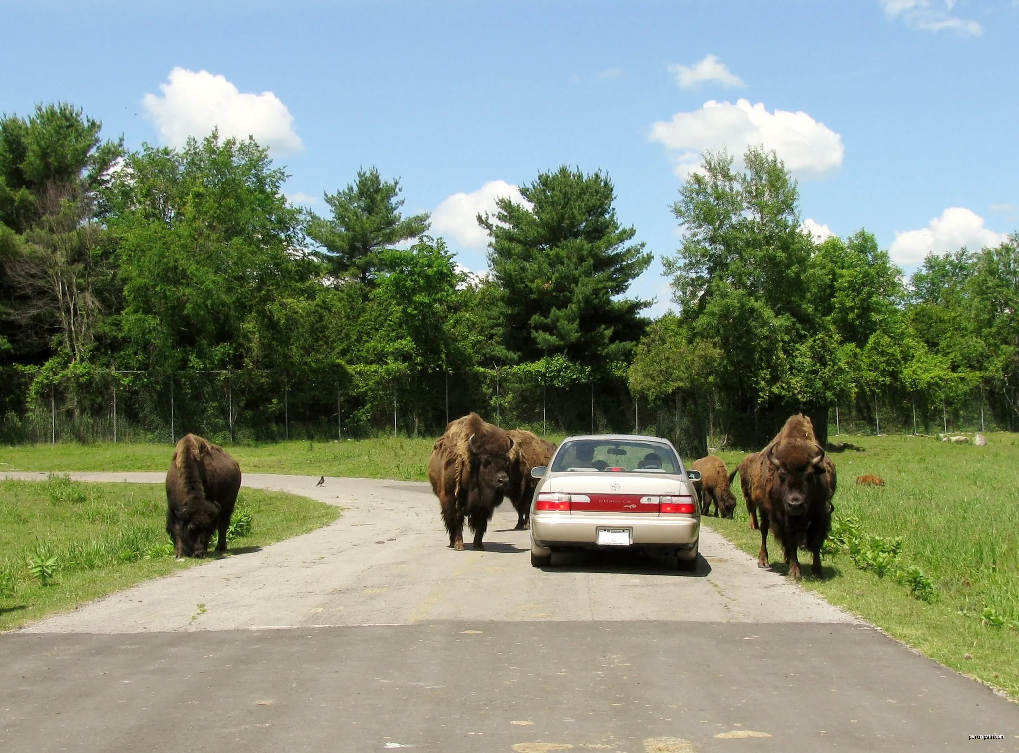 Les Bisons