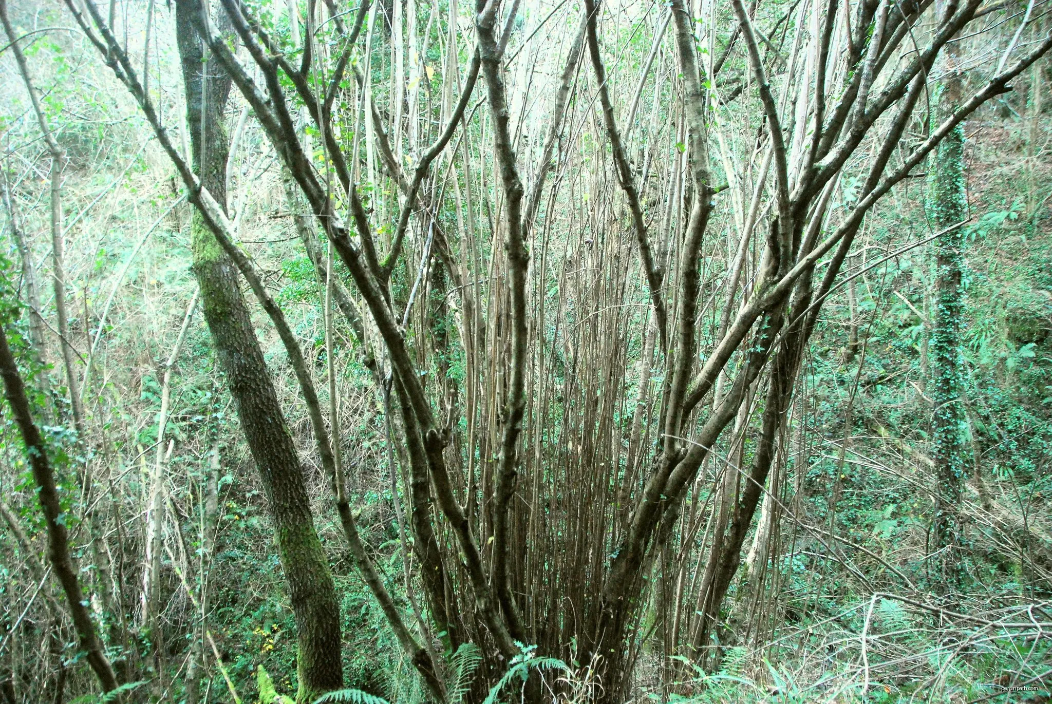 Seberetxe - Campa de Txus