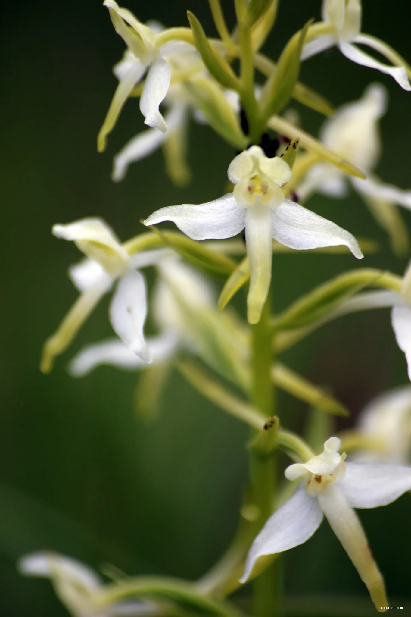 image montrant une photographie prise sur le parcours du Sentier botanique 3 "De Fresse à Folle" à Bucey-lès-Gy en Haute Saône ː floraison | Autor: Hyppolyte de Saint-Rambert | Licencja: CC BY 4.0 | Źródło: Wikimedia Commons