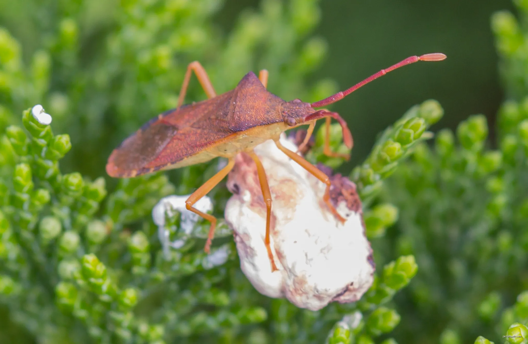 A box bug (Gonocerus acuteangulatus) at a garden in Byhlen, Byhleguhre-Byhlen, Landkreis Dahme-Spreewald, Brandenburg, Germany. | Autor: Jan-Herm Janßen | Licencja: CC BY-SA 4.0 | Źródło: Wikimedia Commons