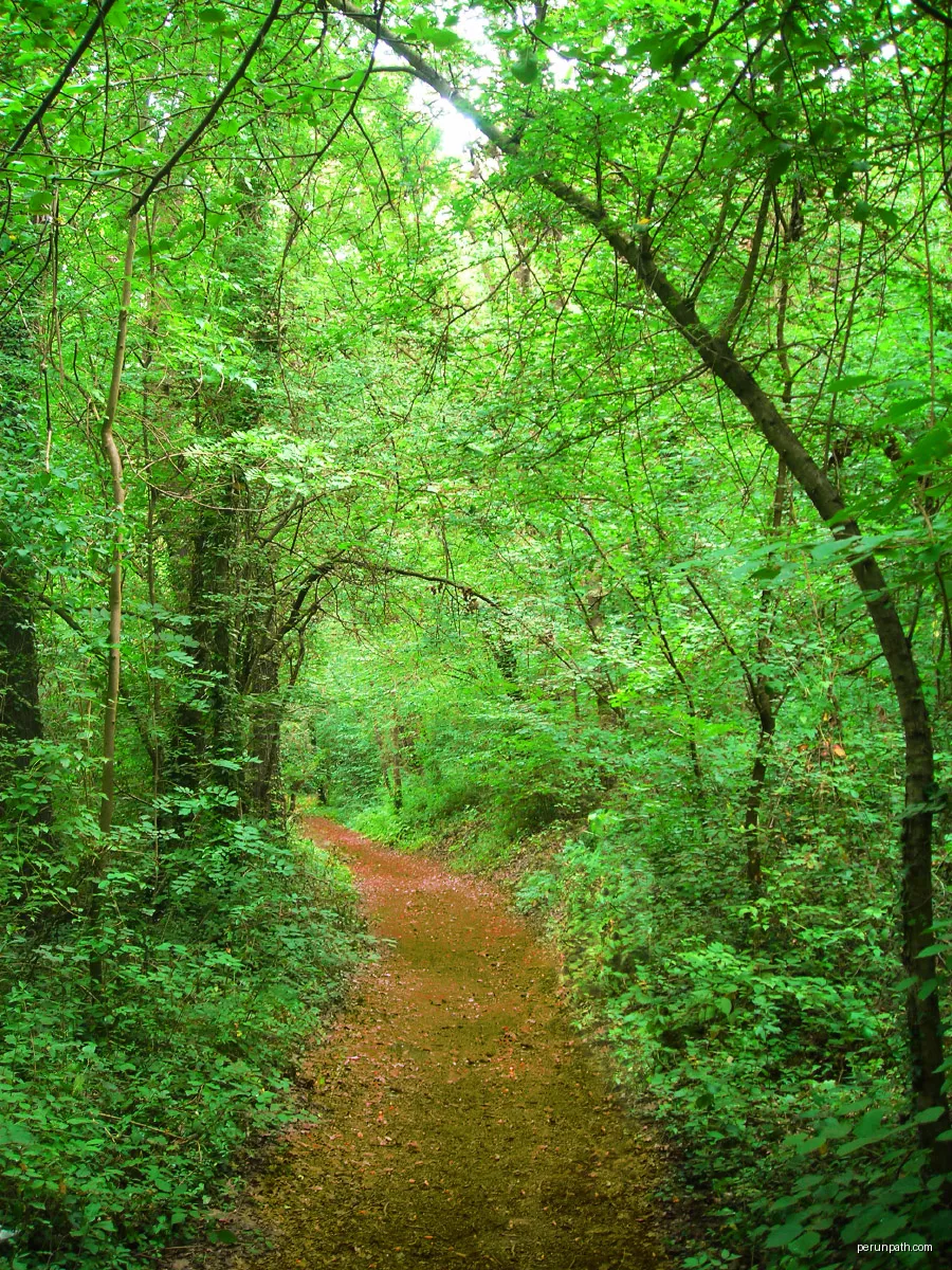Camí a la fageda d'en Jordà, Garrotxa | Autor: jordi domènech | Licencja: CC BY-SA 3.0 | Źródło: Wikimedia Commons