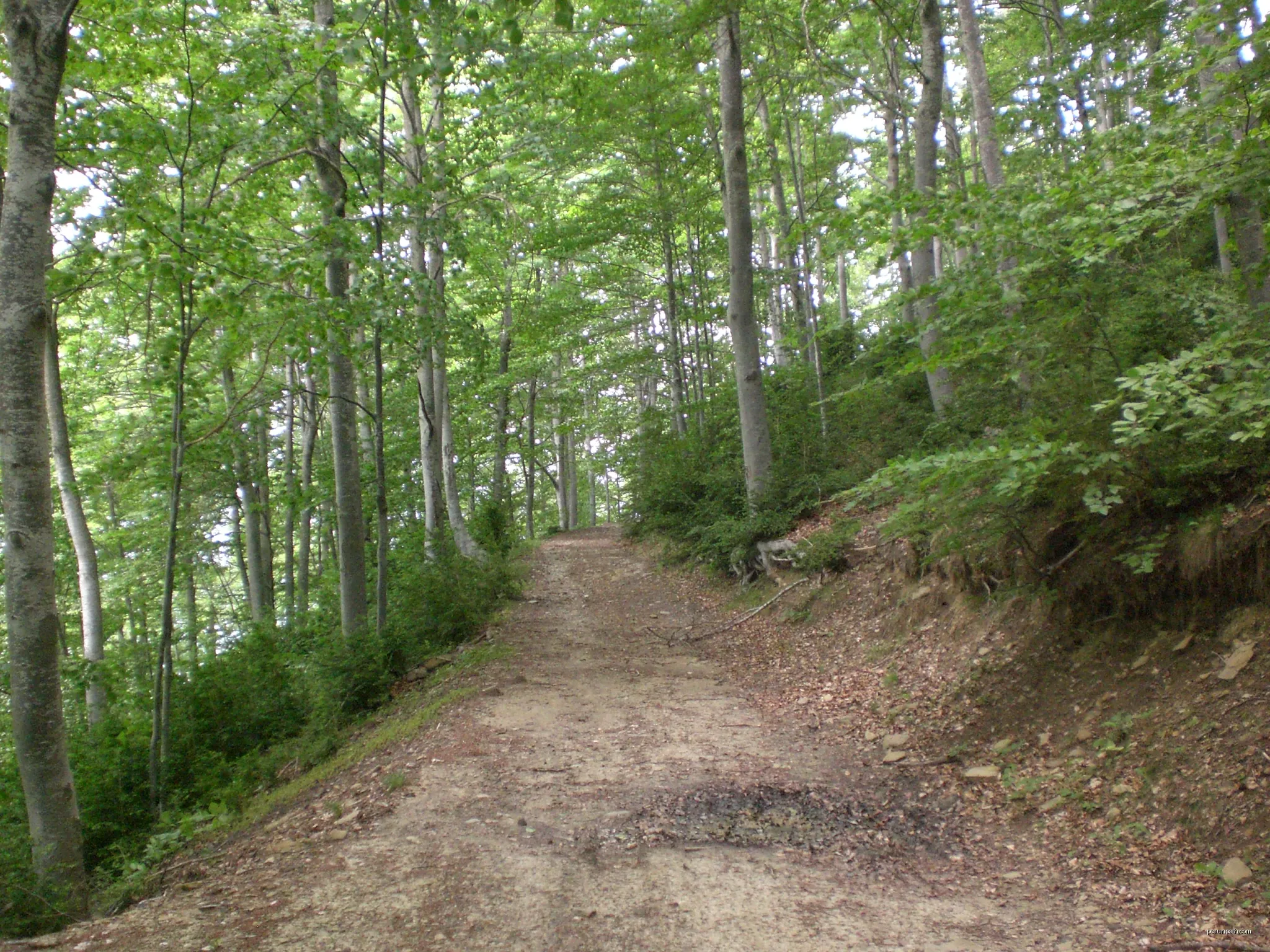 Camí cap a la Barraca al Bac de la Portella (juny 2012) | Autor: EliziR | Licencja: CC BY-SA 3.0 | Źródło: Wikimedia Commons