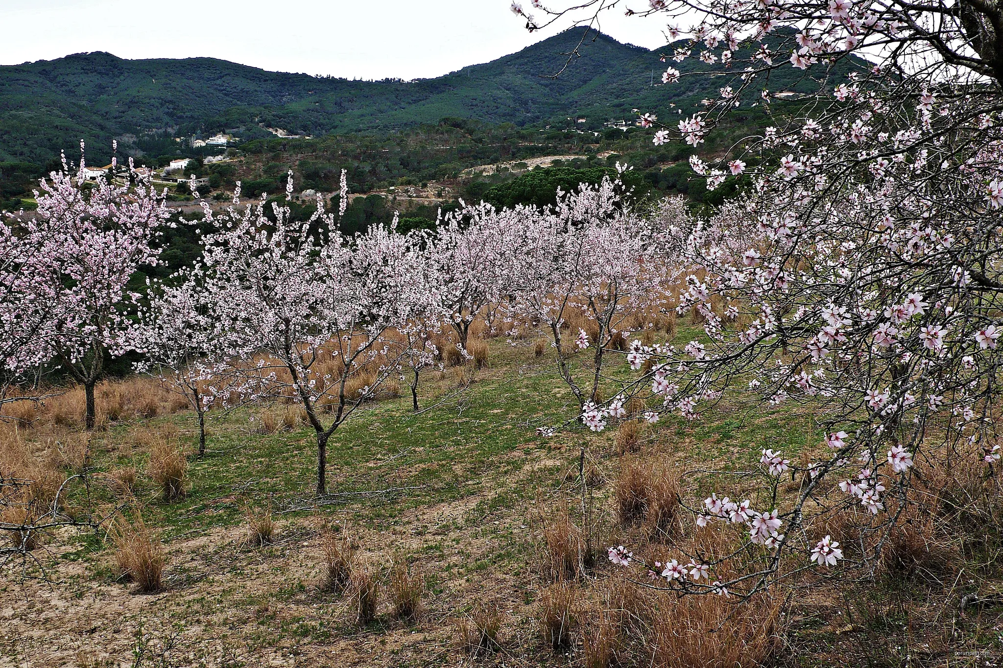 Arenys de Munt-El Corral