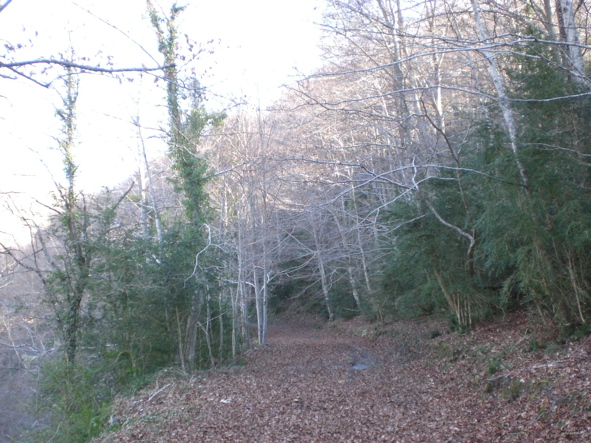 Camí entre la fageda (desembre 2010) | Autor: EliziR | Licencja: CC BY-SA 3.0 | Źródło: Wikimedia Commons