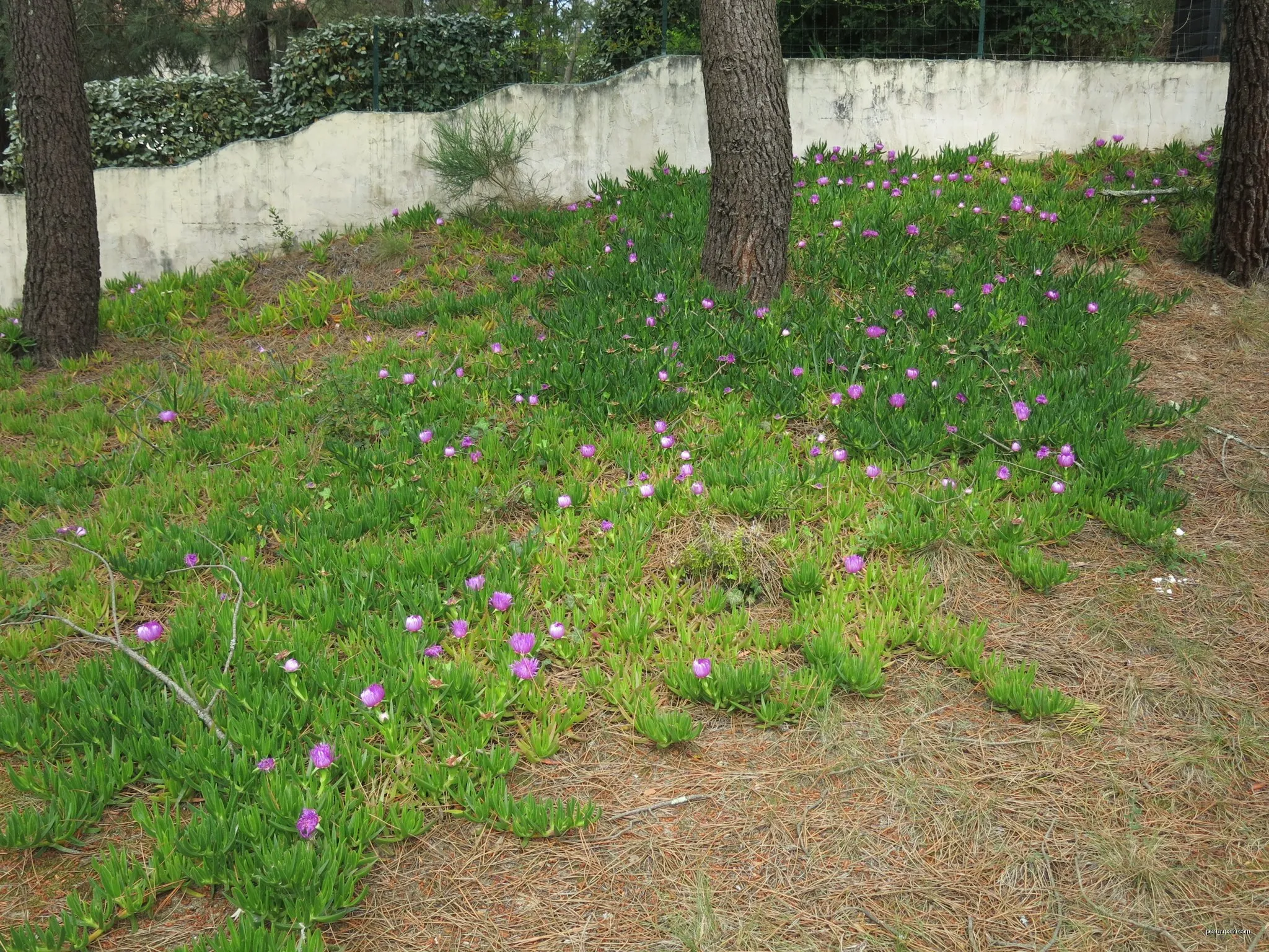 Voie Verte rue des Chevreuils