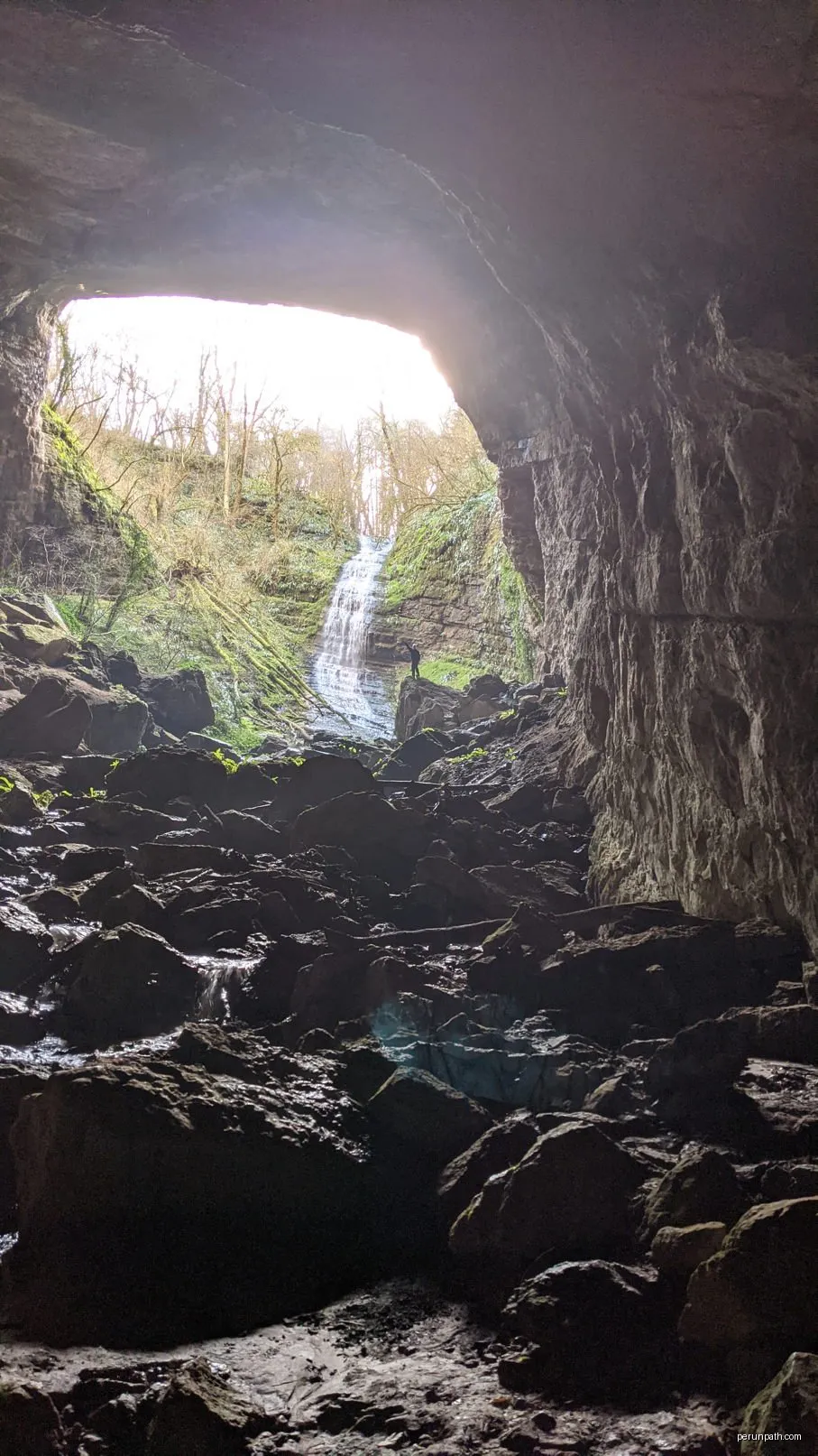 Le bois des Jonquilles