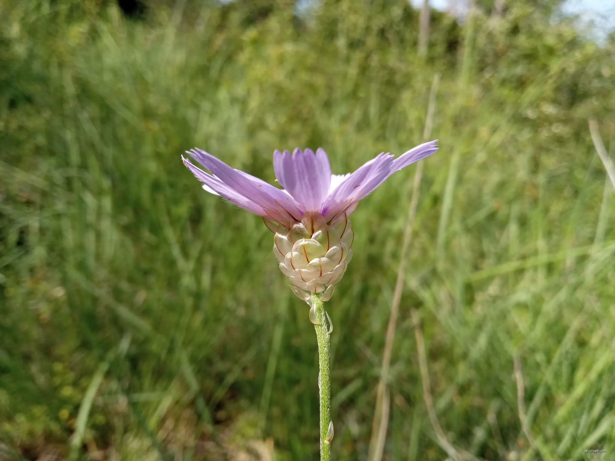 Catananche caerulea, Tavèrnoles (Catalunya) | Autor: Josep Gesti | Licencja: CC BY-SA 4.0 | Źródło: Wikimedia Commons