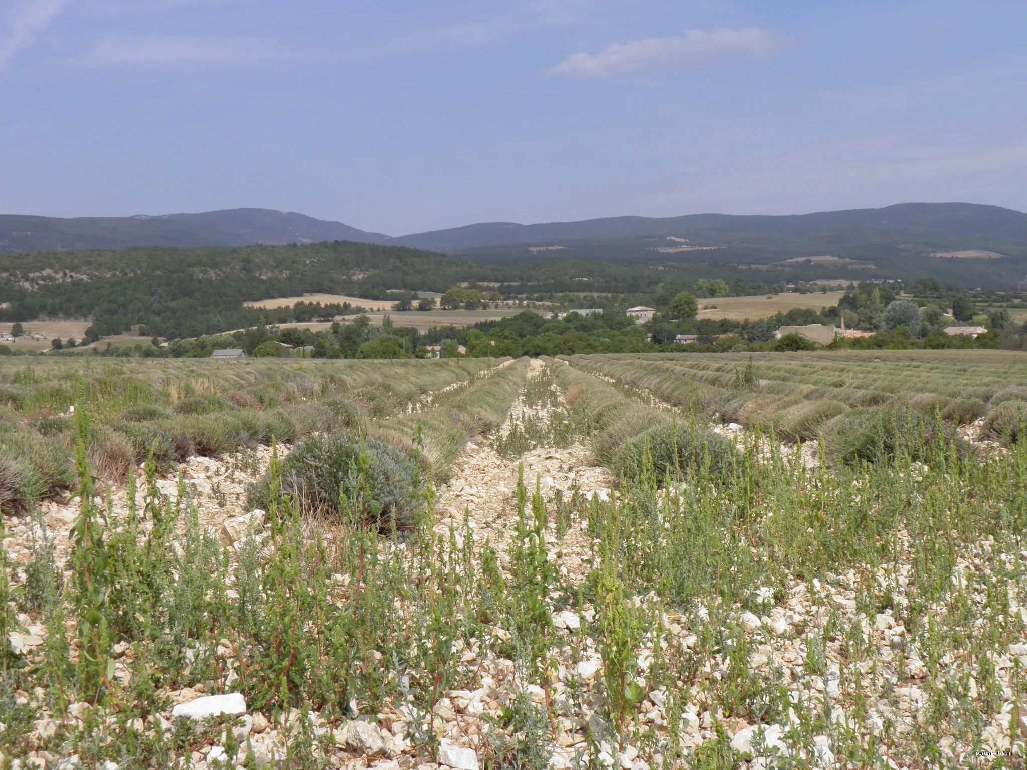 Le Plateau de Sault