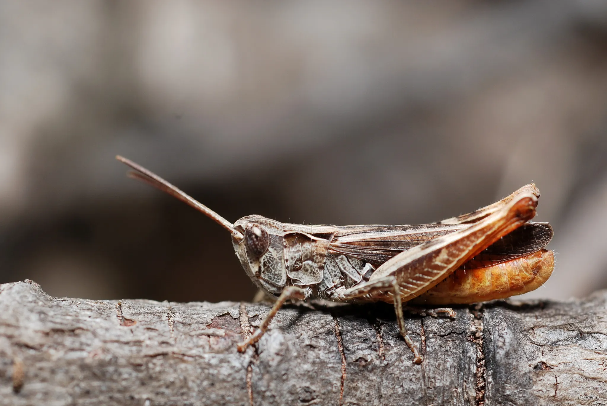 Chorthippus vagans male | Autor: Gilles San Martin from Namur, Belgium | Licencja: CC BY-SA 2.0 | Źródło: Wikimedia Commons