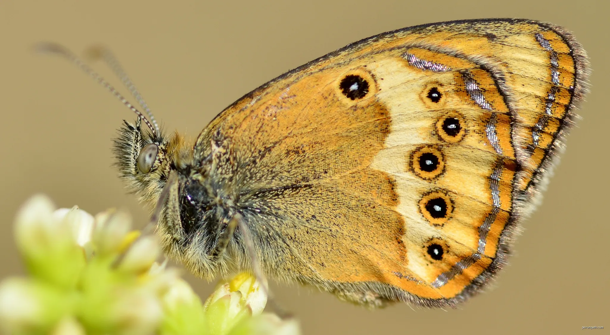 Coenonympha dorus | Autor: Gilles San Martin from Namur, Belgium | Licencja: CC BY-SA 2.0 | Źródło: Wikimedia Commons