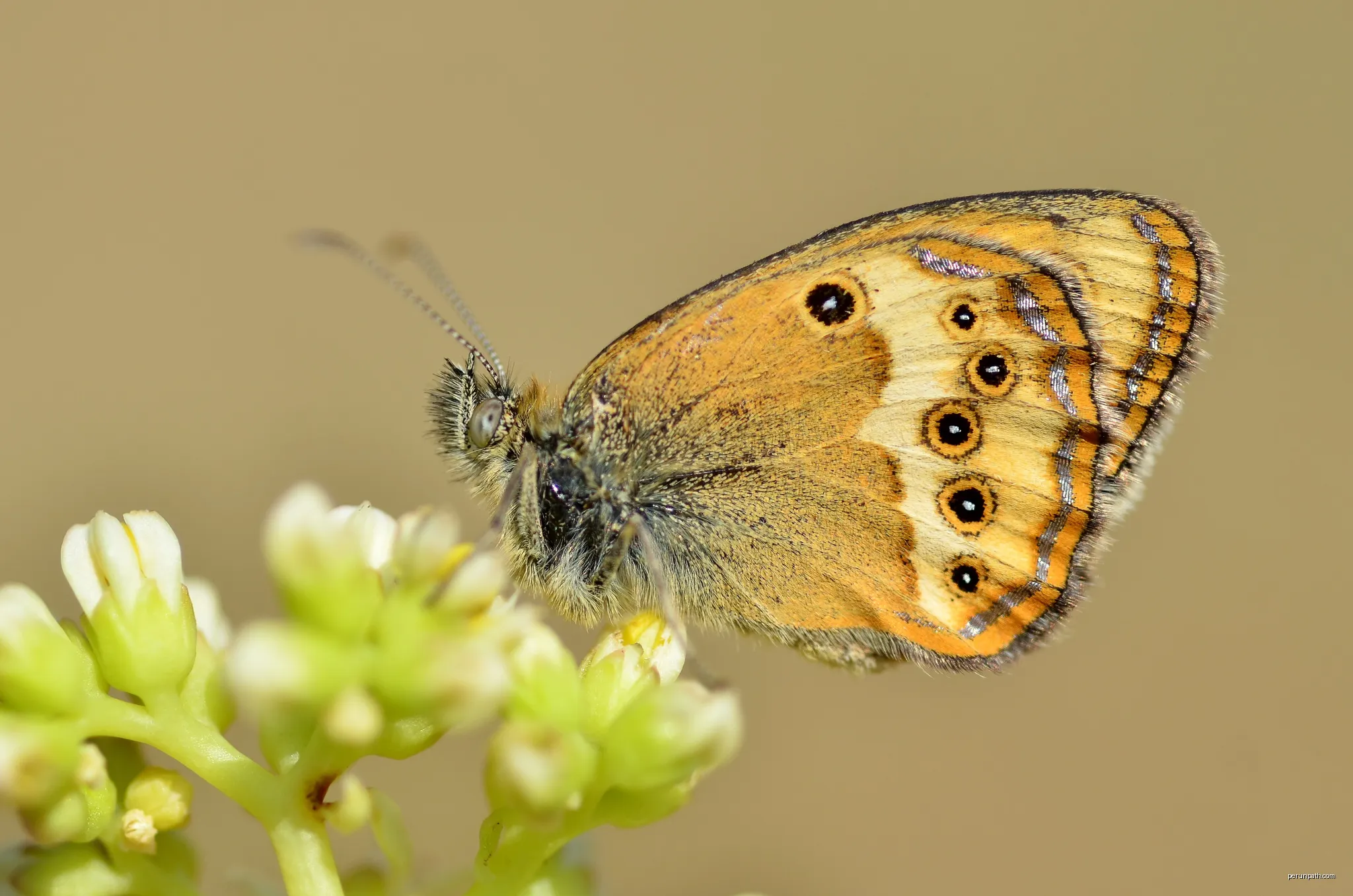 Coenonympha dorus | Autor: Gilles San Martin from Namur, Belgium | Licencja: CC BY-SA 2.0 | Źródło: Wikimedia Commons