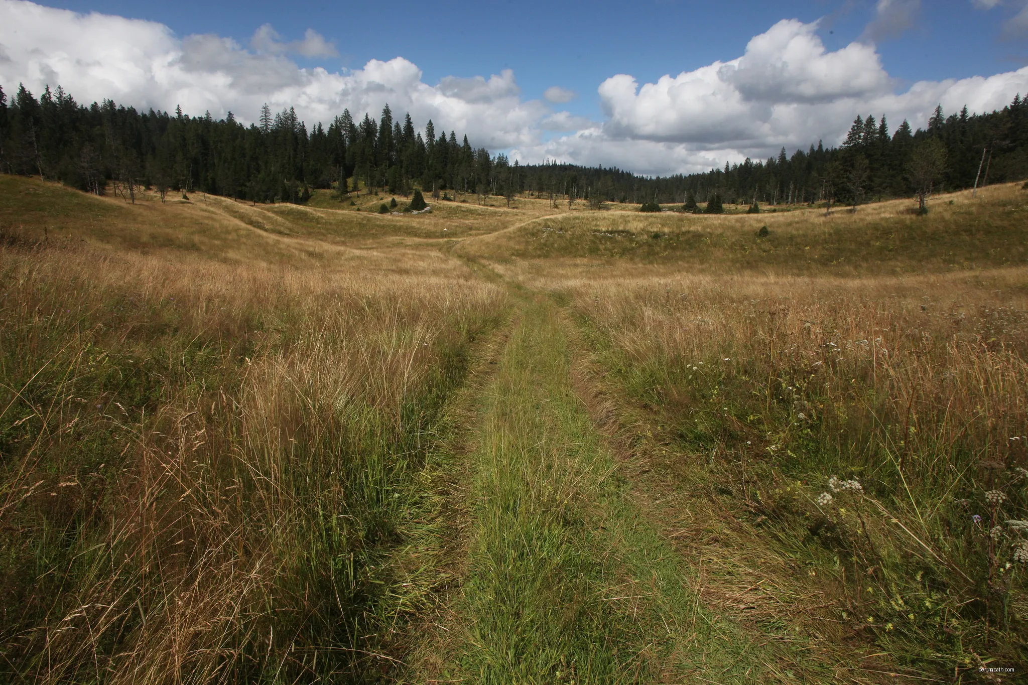 Vue de Combe Noire, creux à froid dans la forêt de Mignovillard (Jura). | Autor: Pmau | Licencja: CC BY-SA 4.0 | Źródło: Wikimedia Commons
