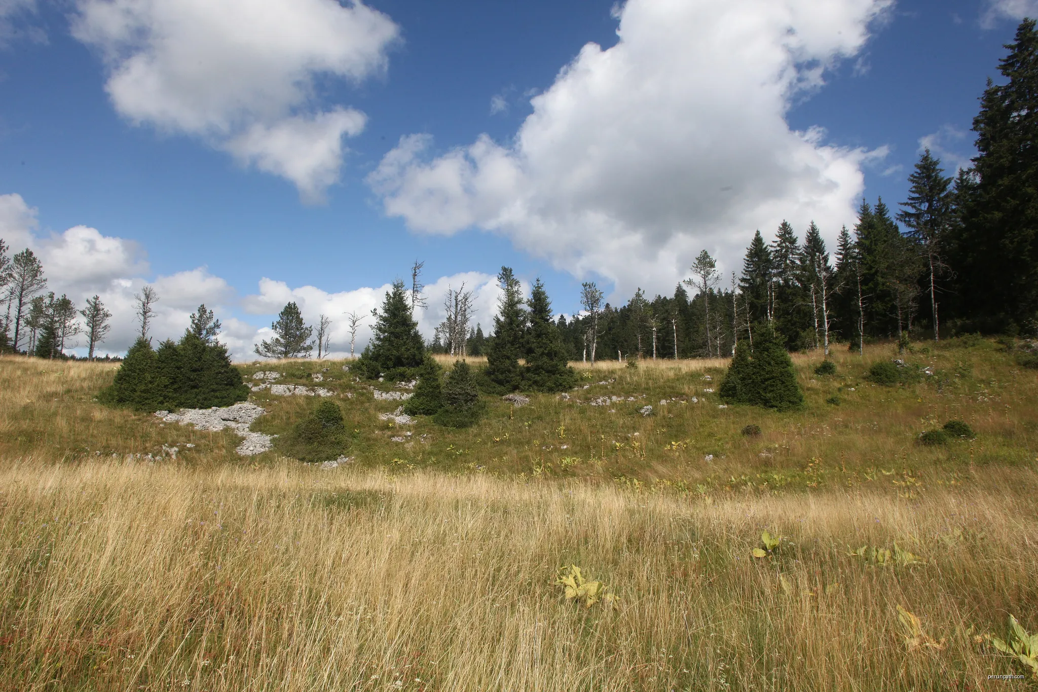 Vue de Combe Noire, creux à froid dans la forêt de Mignovillard (Jura). | Autor: Pmau | Licencja: CC BY-SA 4.0 | Źródło: Wikimedia Commons
