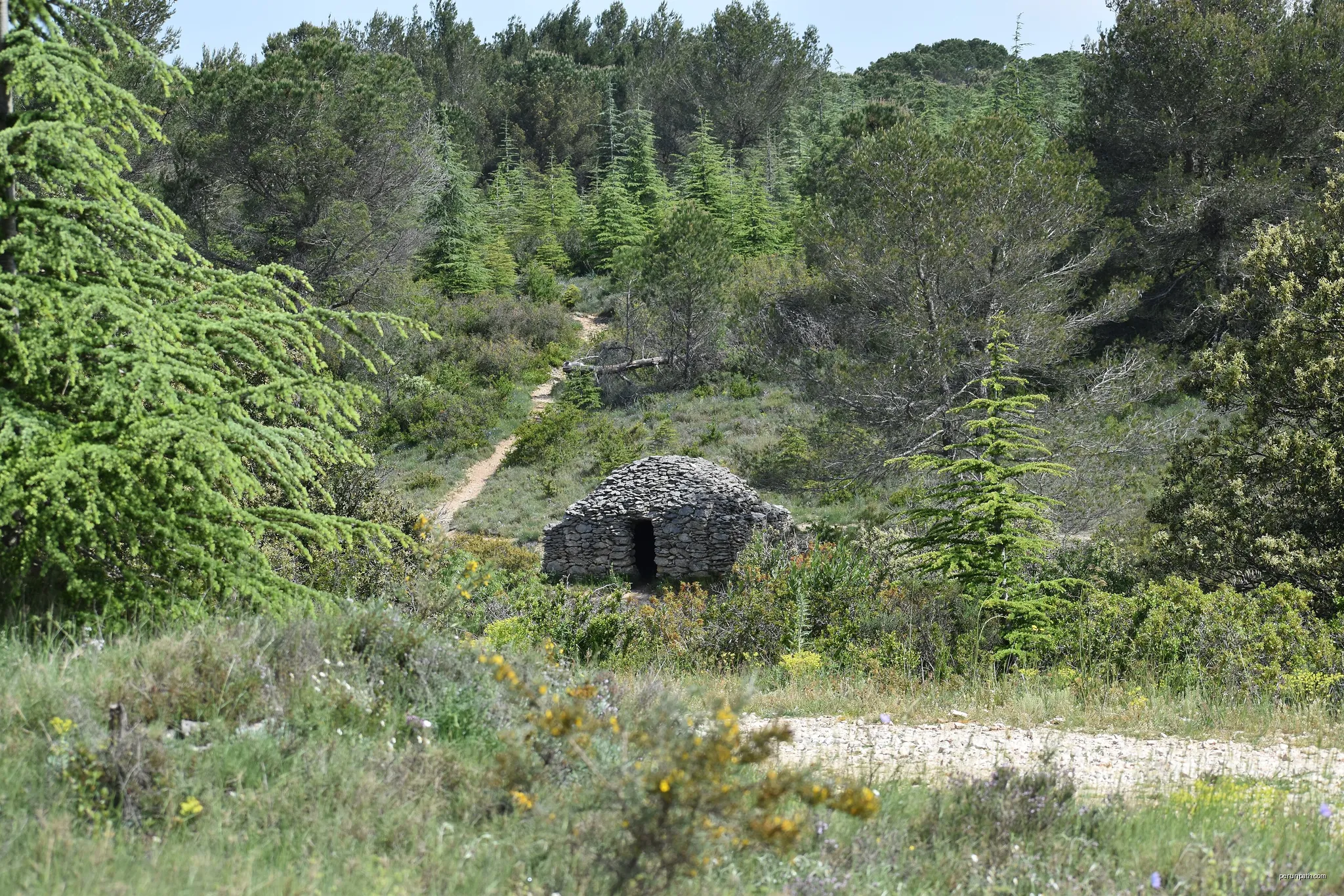 Forêt communale de Conques-sur-Orbiel | Autor: Tylwyth Eldar | Licencja: CC BY-SA 4.0 | Źródło: Wikimedia Commons