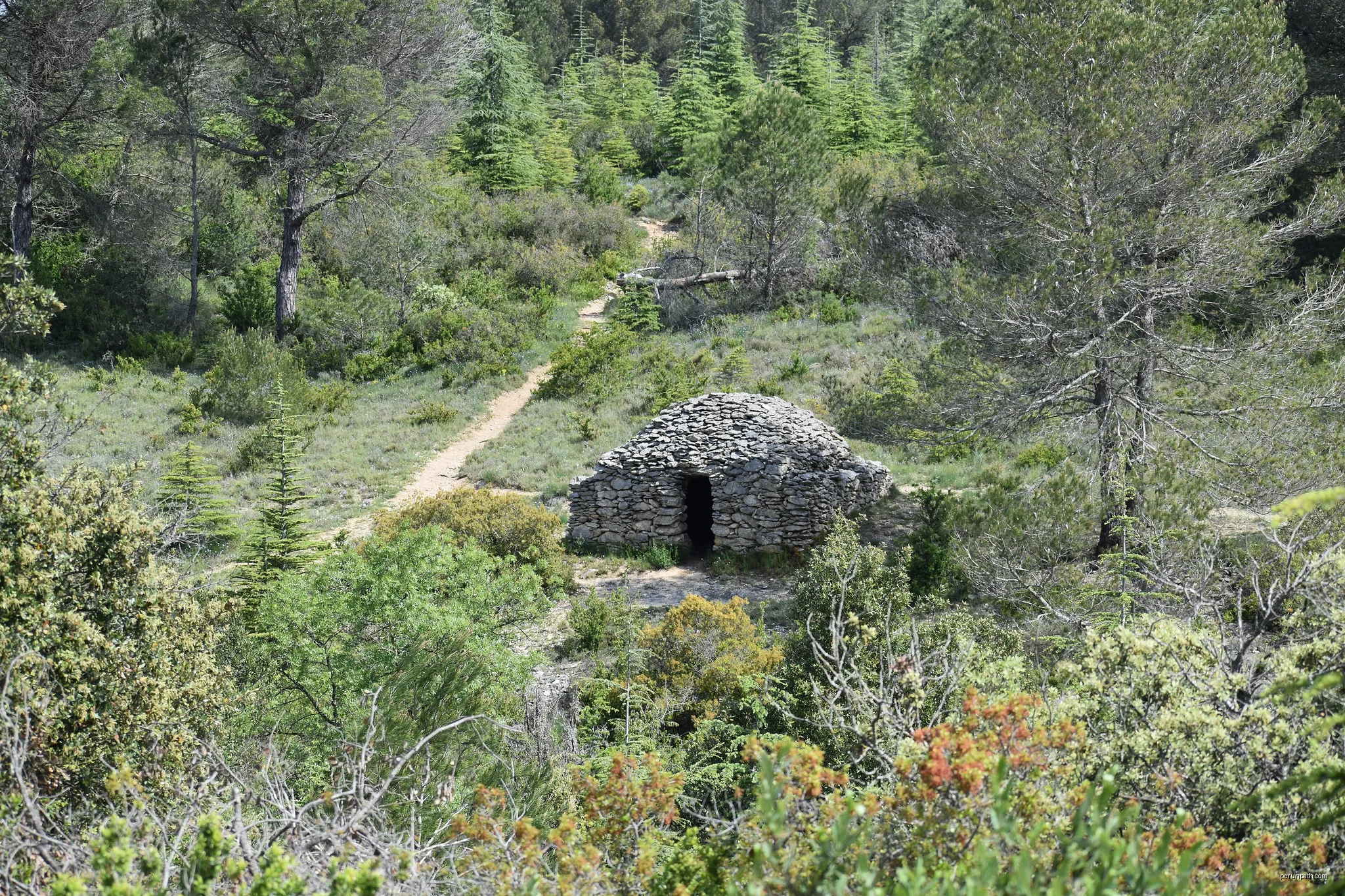 Forêt communale de Conques-sur-Orbiel | Autor: Tylwyth Eldar | Licencja: CC BY-SA 4.0 | Źródło: Wikimedia Commons