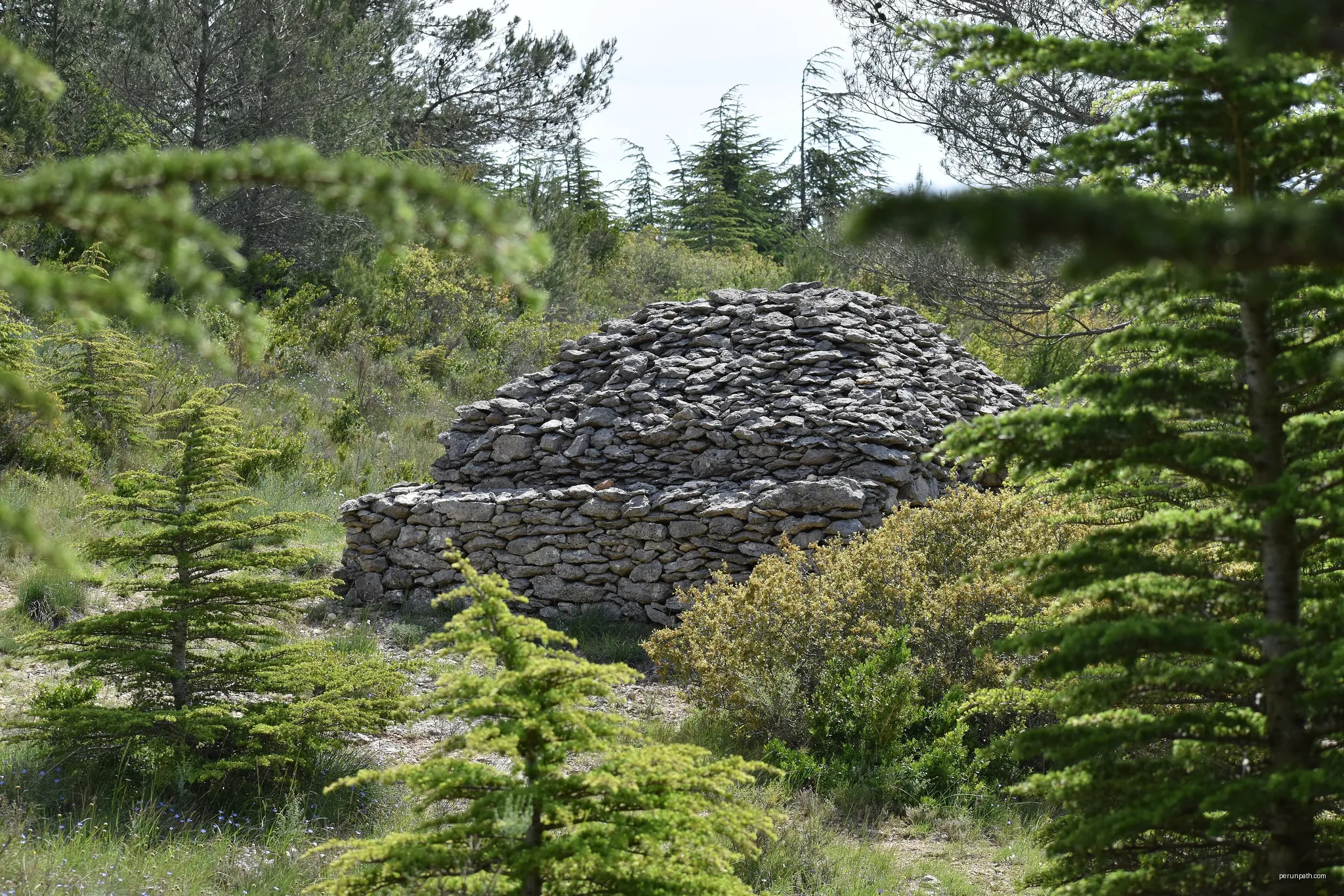 Forêt communale de Conques-sur-Orbiel | Autor: Tylwyth Eldar | Licencja: CC BY-SA 4.0 | Źródło: Wikimedia Commons