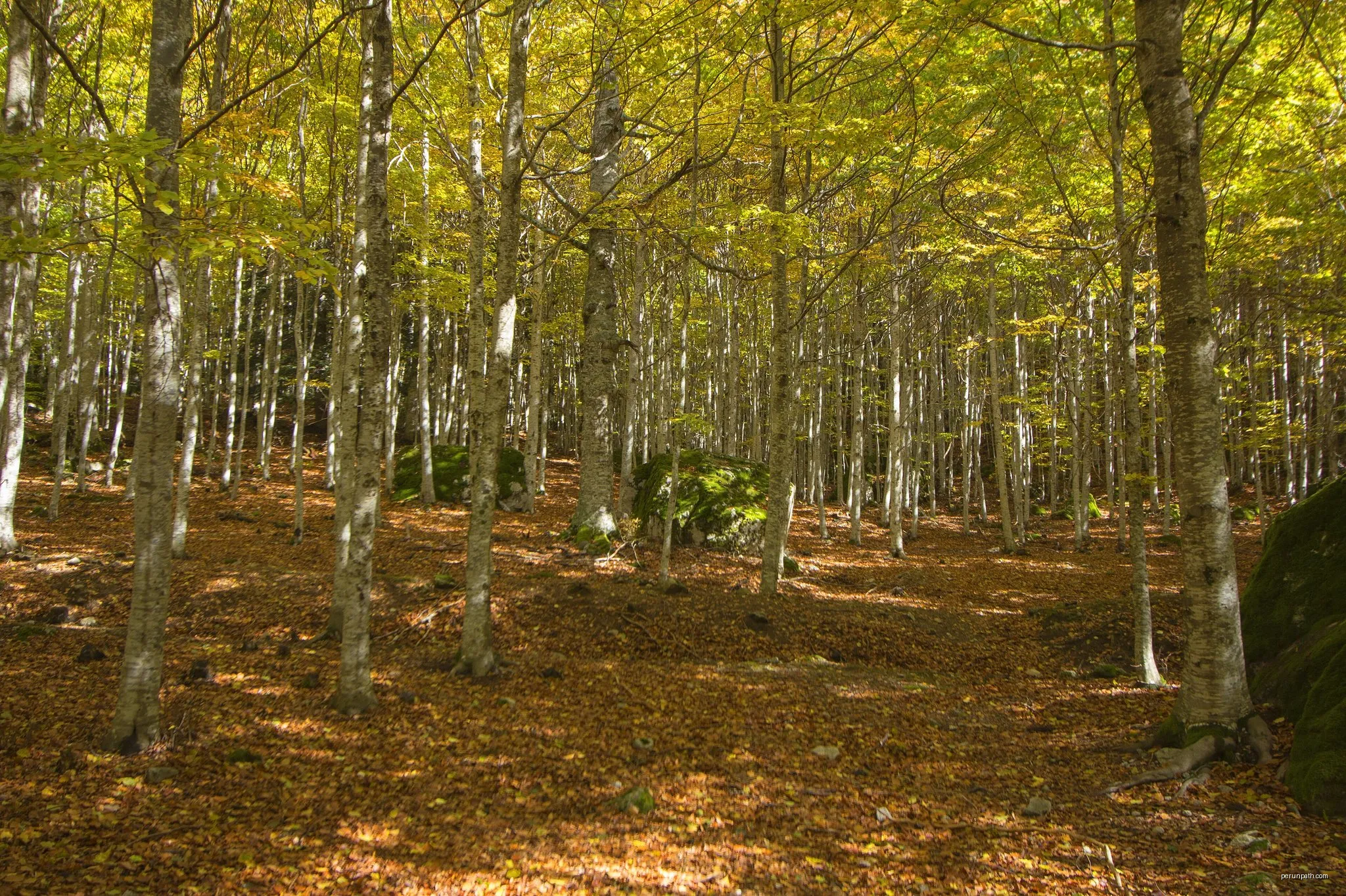 Ramat de Camins. Etapa 14 : Refugi de Conangles => Barruera