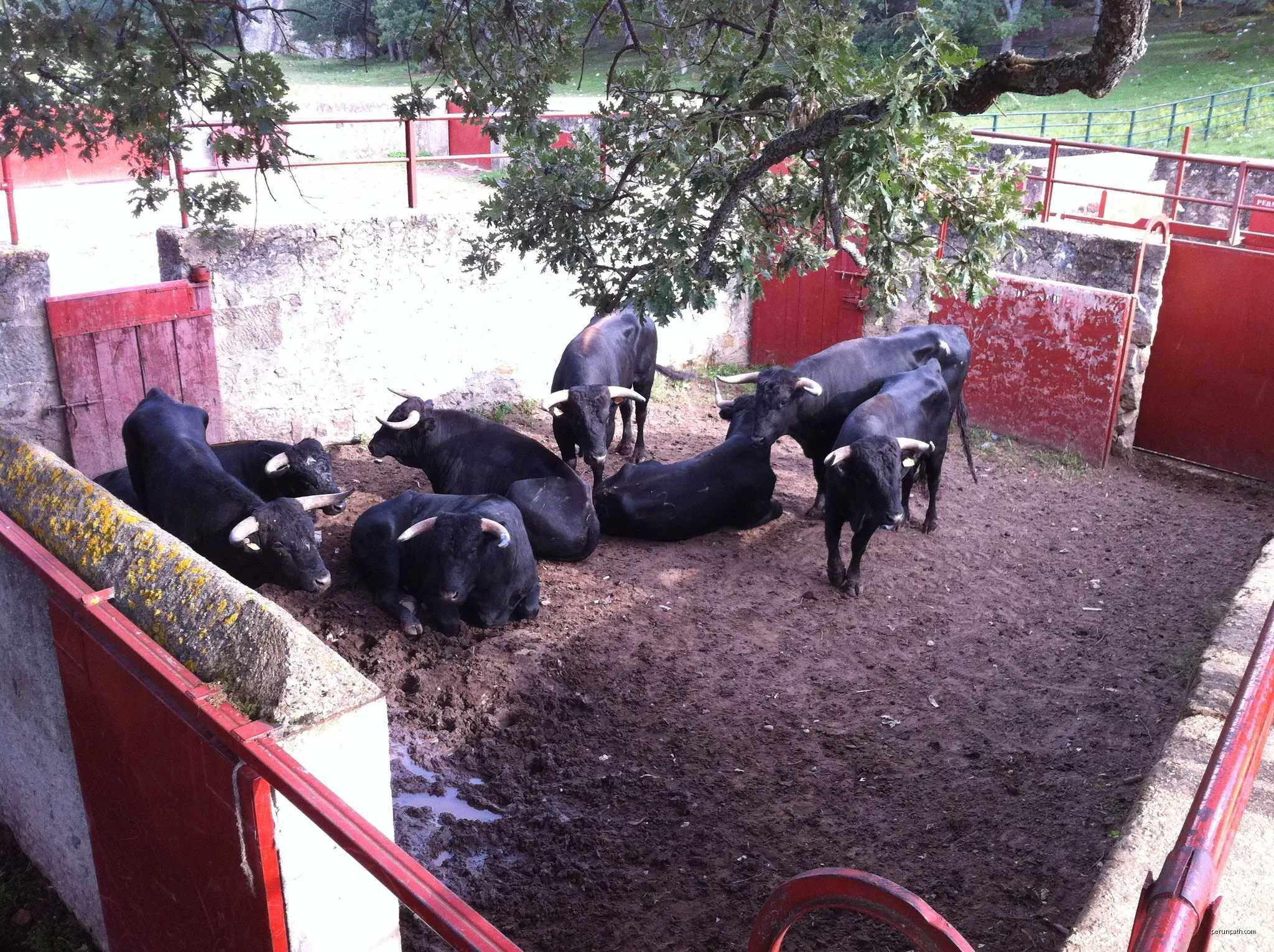 Raso de Vega Baturio