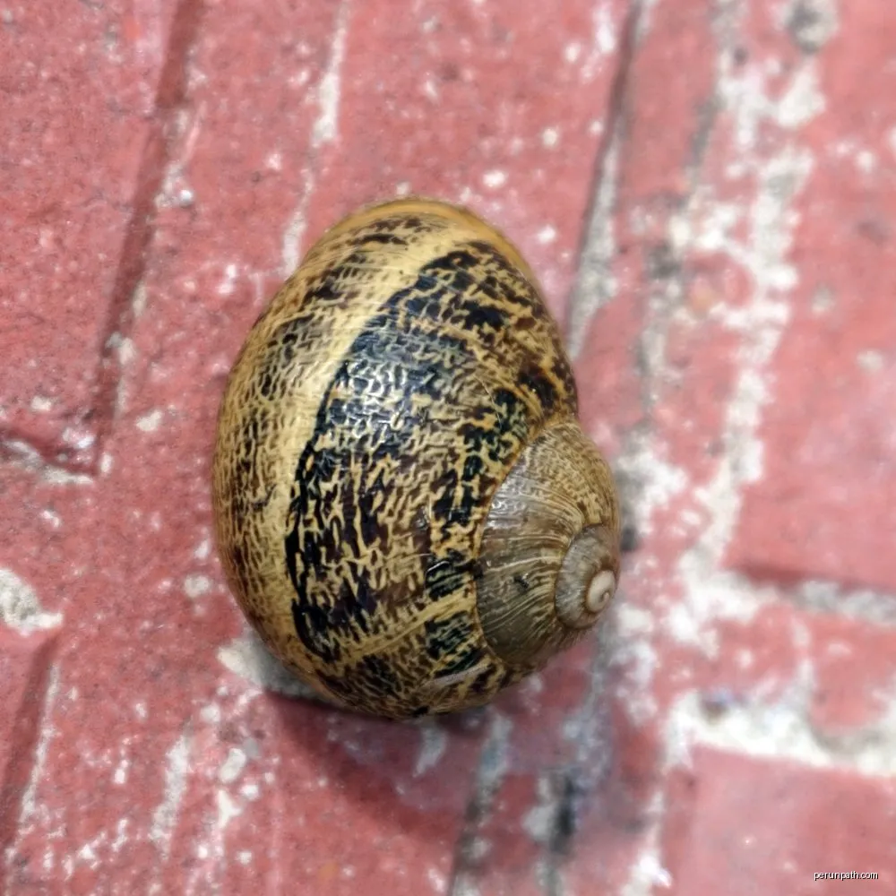 Mikeldi Durangaldea