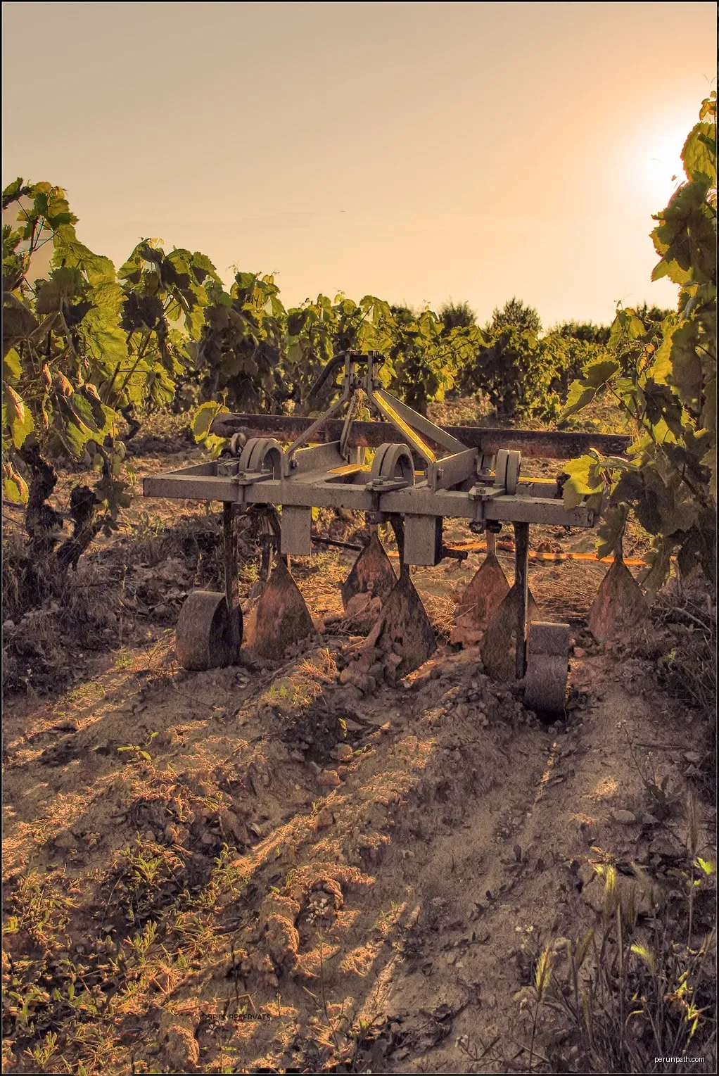 Entre Viñas