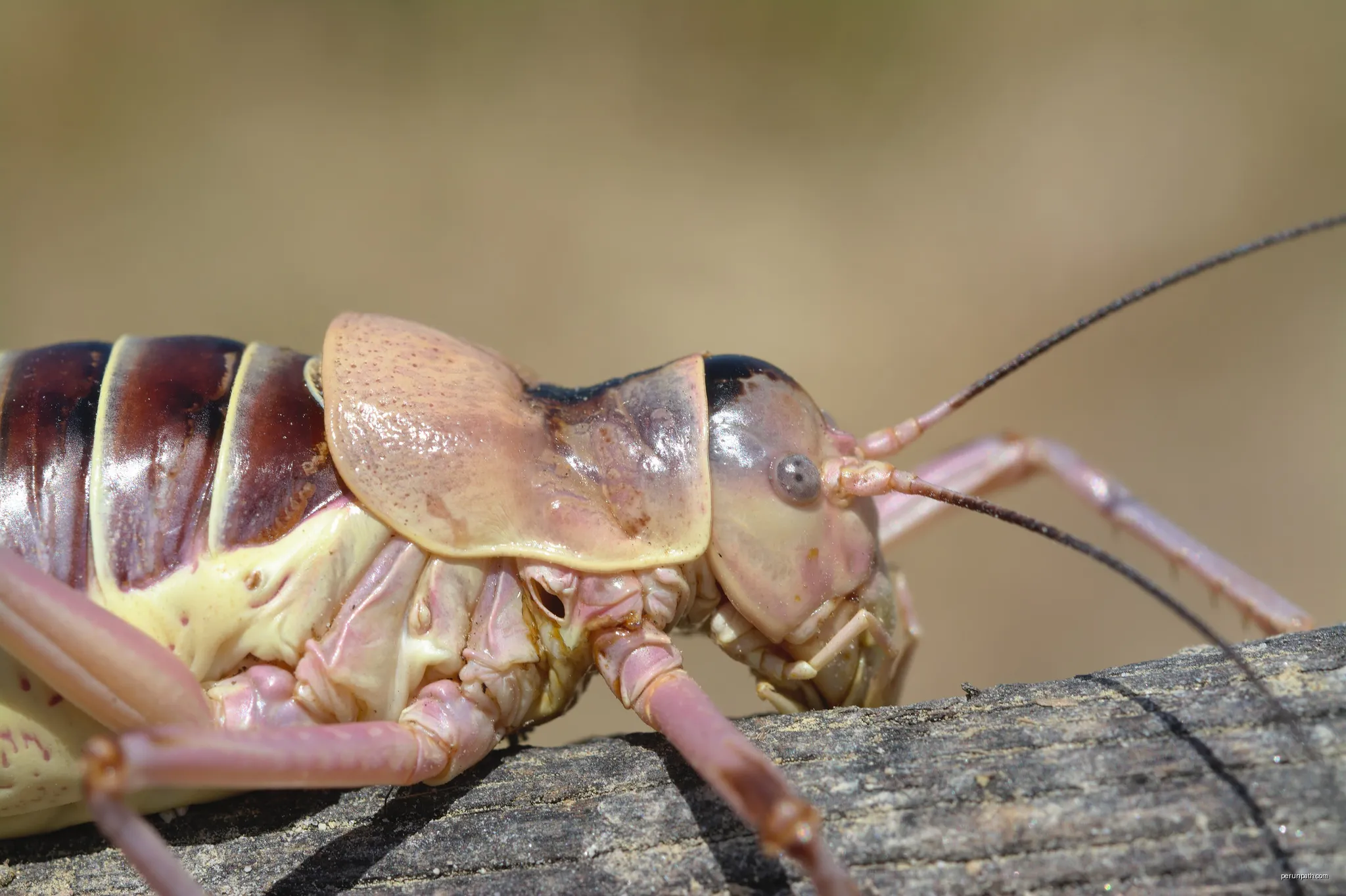Ephippiger diurnus cunii male | Autor: Gilles San Martin from Namur, Belgium | Licencja: CC BY-SA 2.0 | Źródło: Wikimedia Commons