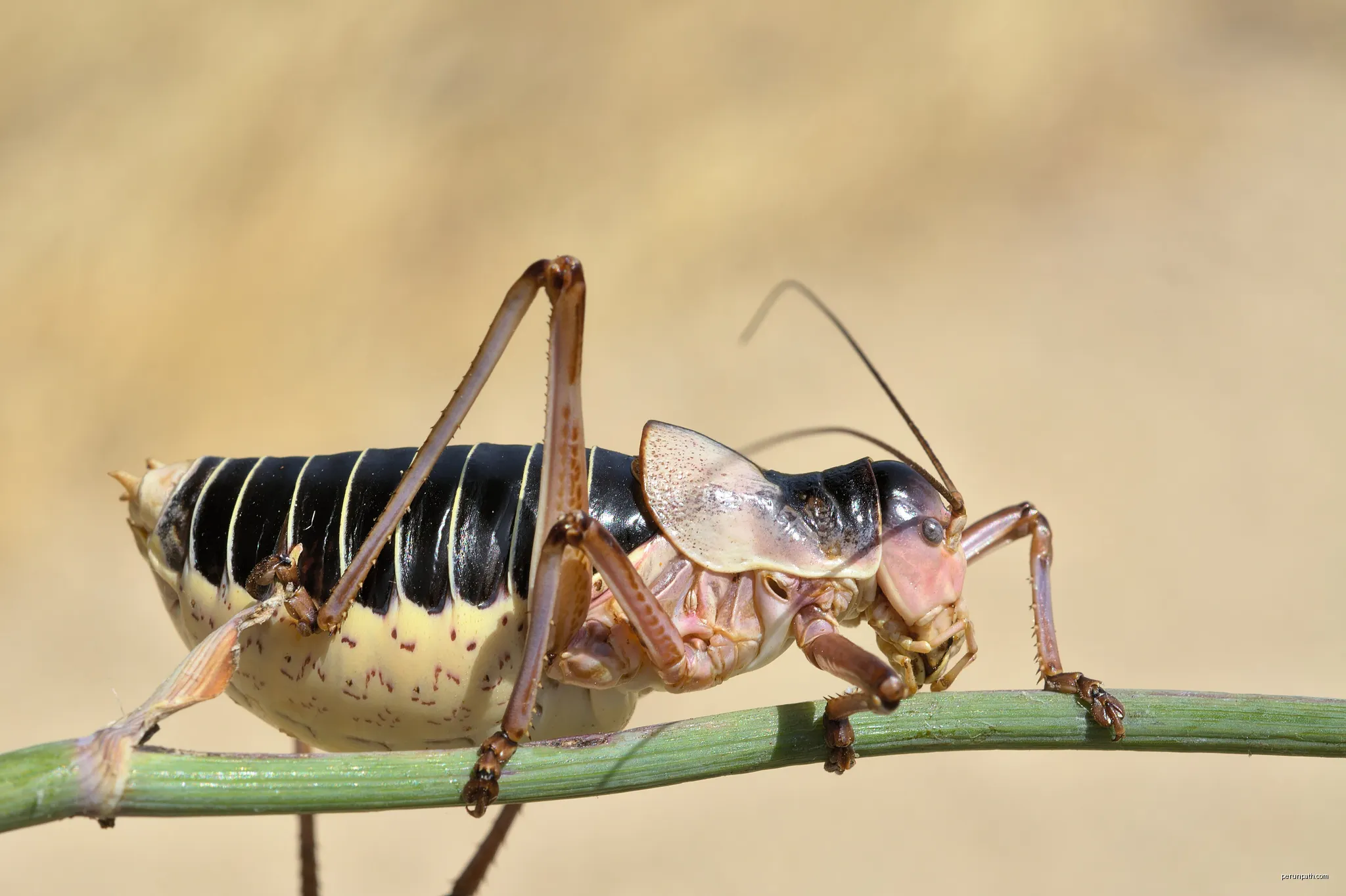 Ephippiger diurnus cunii male | Autor: Gilles San Martin from Namur, Belgium | Licencja: CC BY-SA 2.0 | Źródło: Wikimedia Commons
